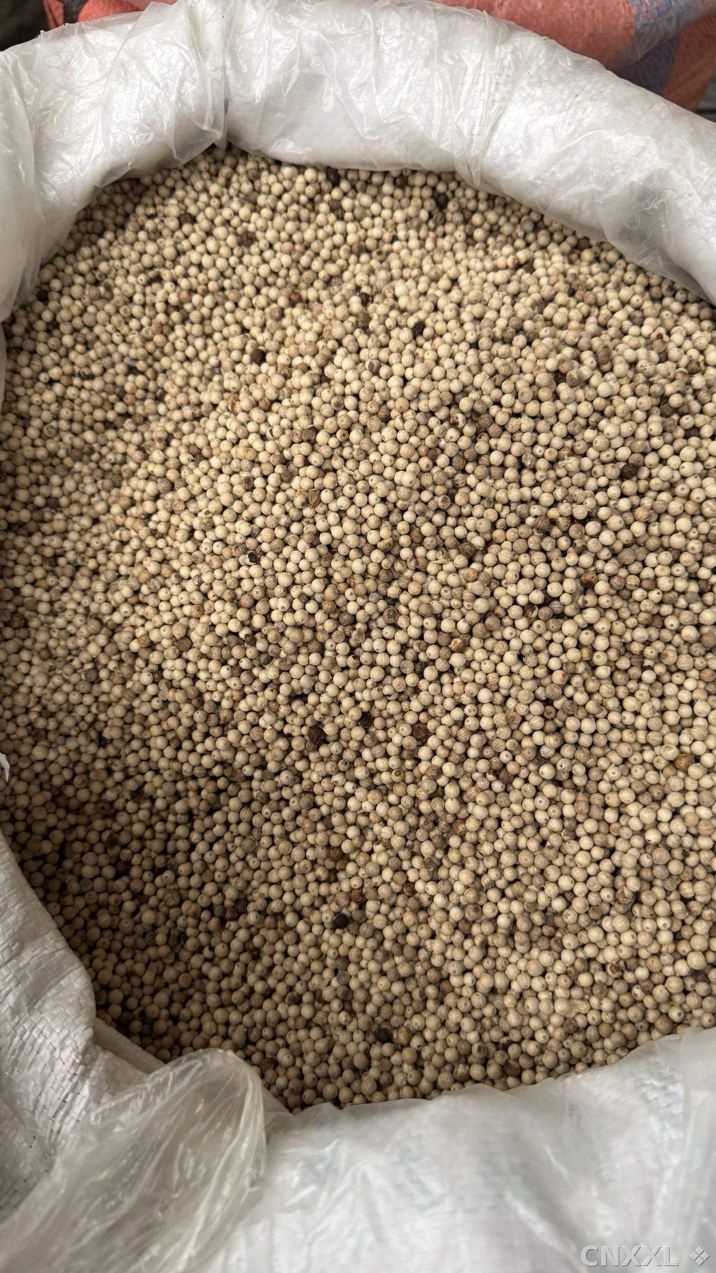 spice_25938_0be90170_3.jpg