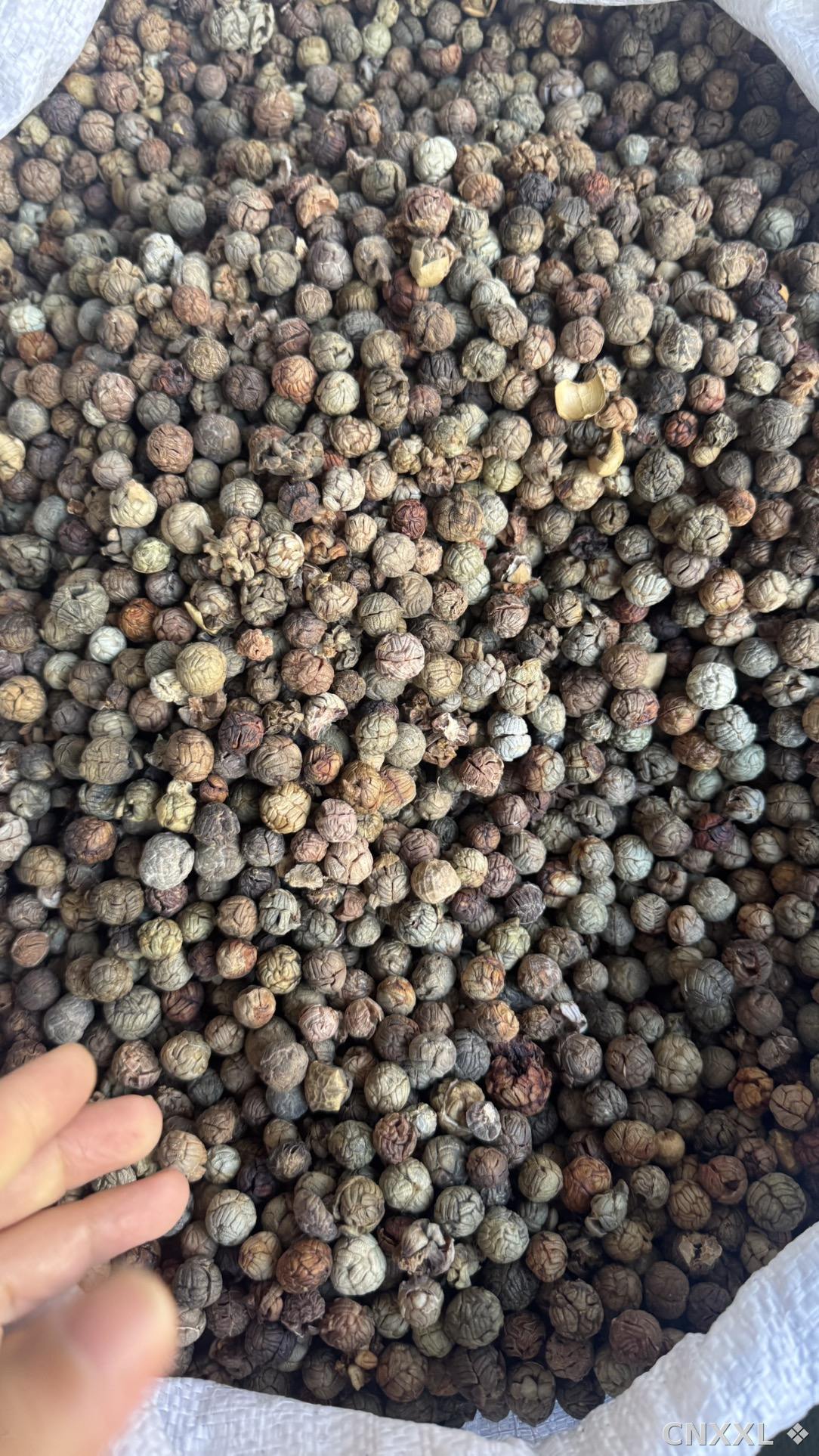 spice_25939_2e9de1cf_3.jpg