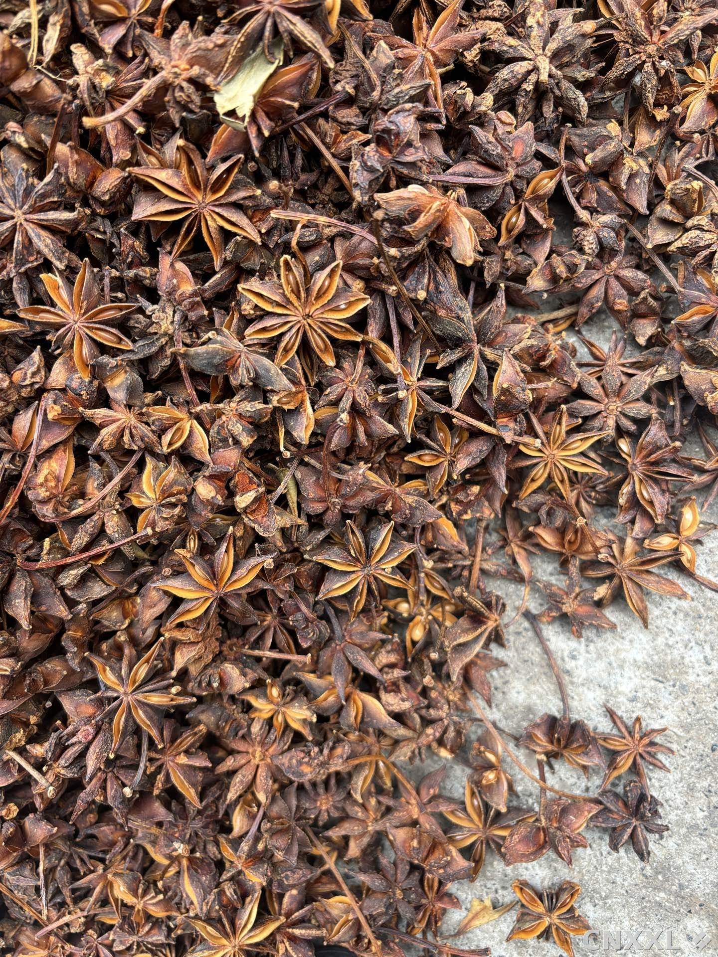 spice_25946_1d0f4840_3.jpg