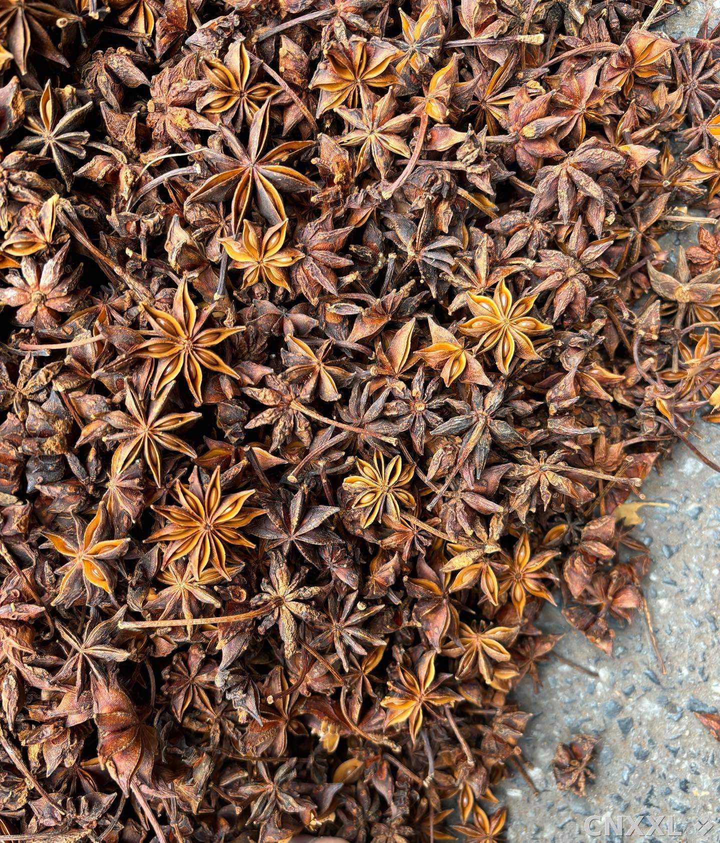 spice_25950_5ba3d460_3.jpg