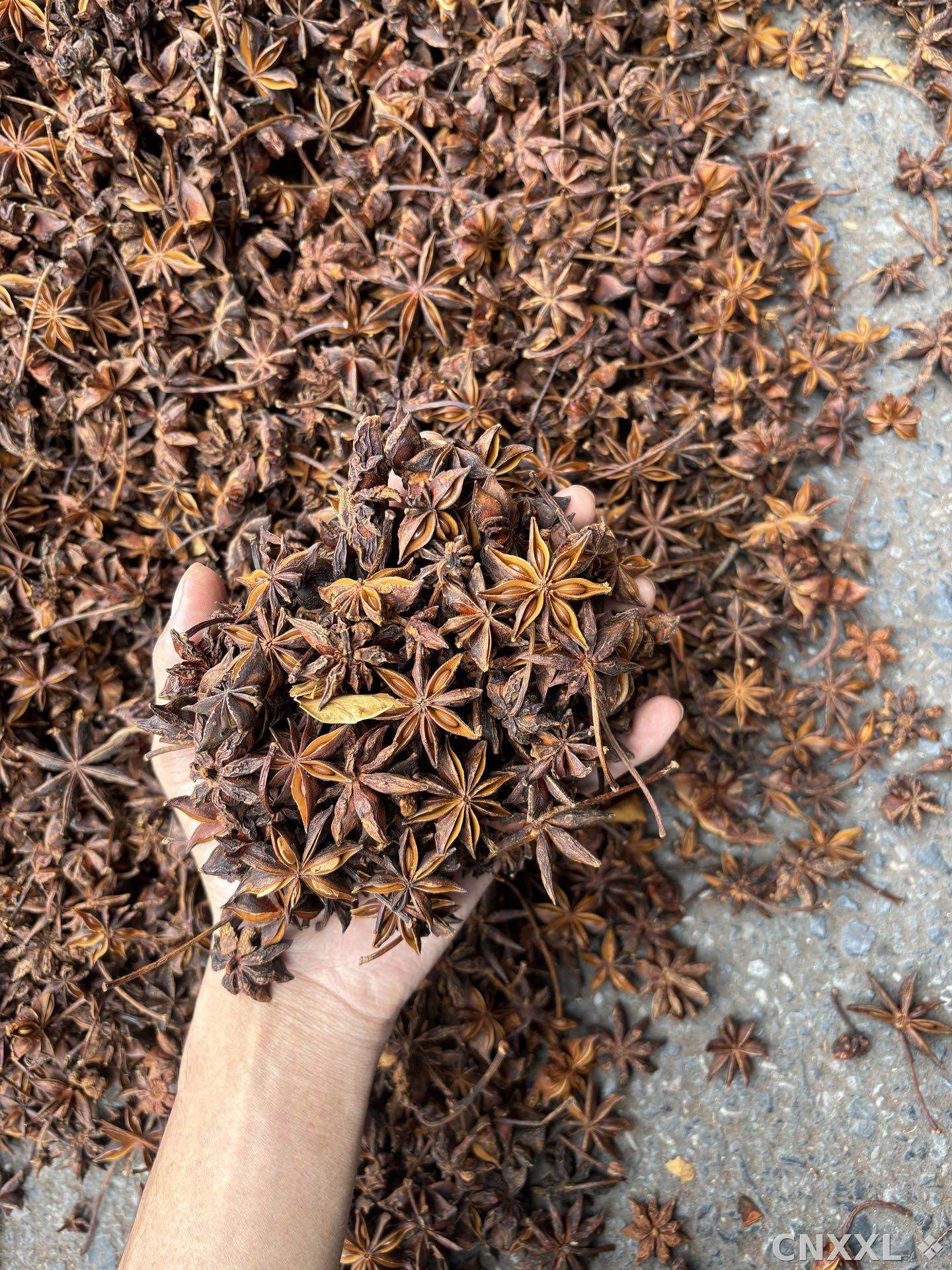 spice_25950_8f106b97_1.jpg