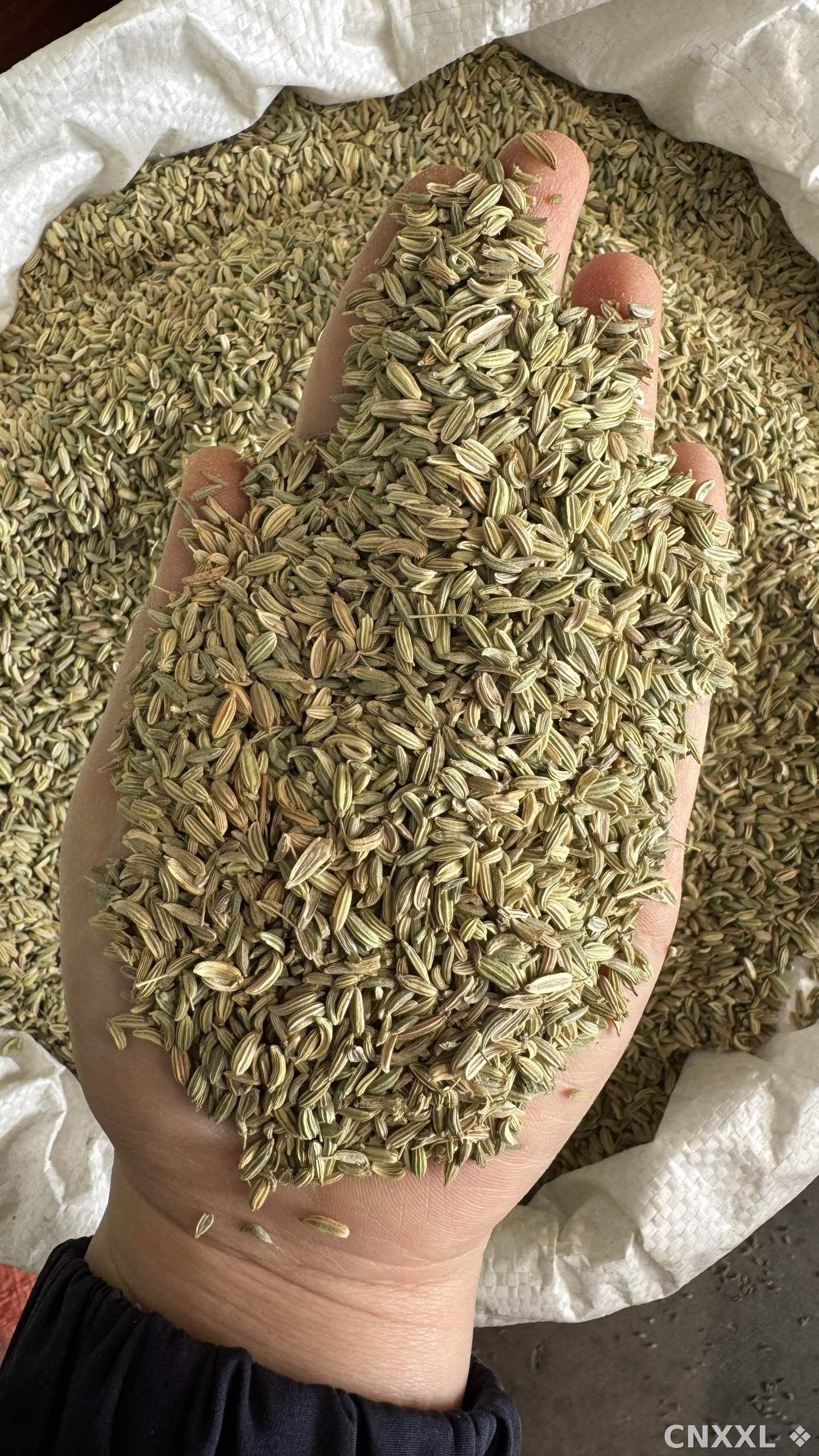 spice_25952_2db21bbe_1.jpg
