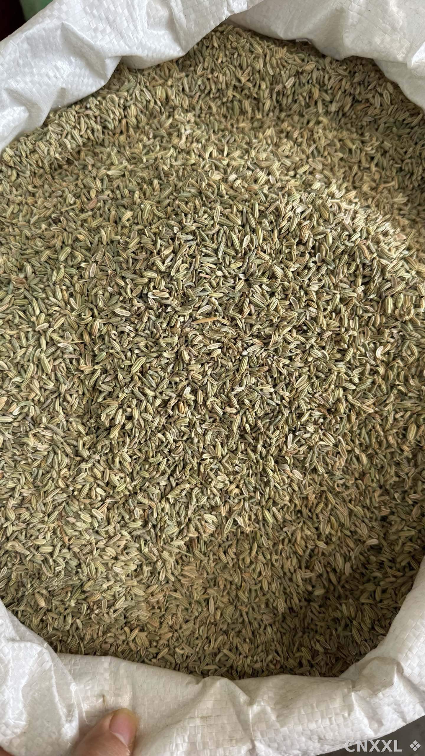 spice_25952_55104d63_3.jpg