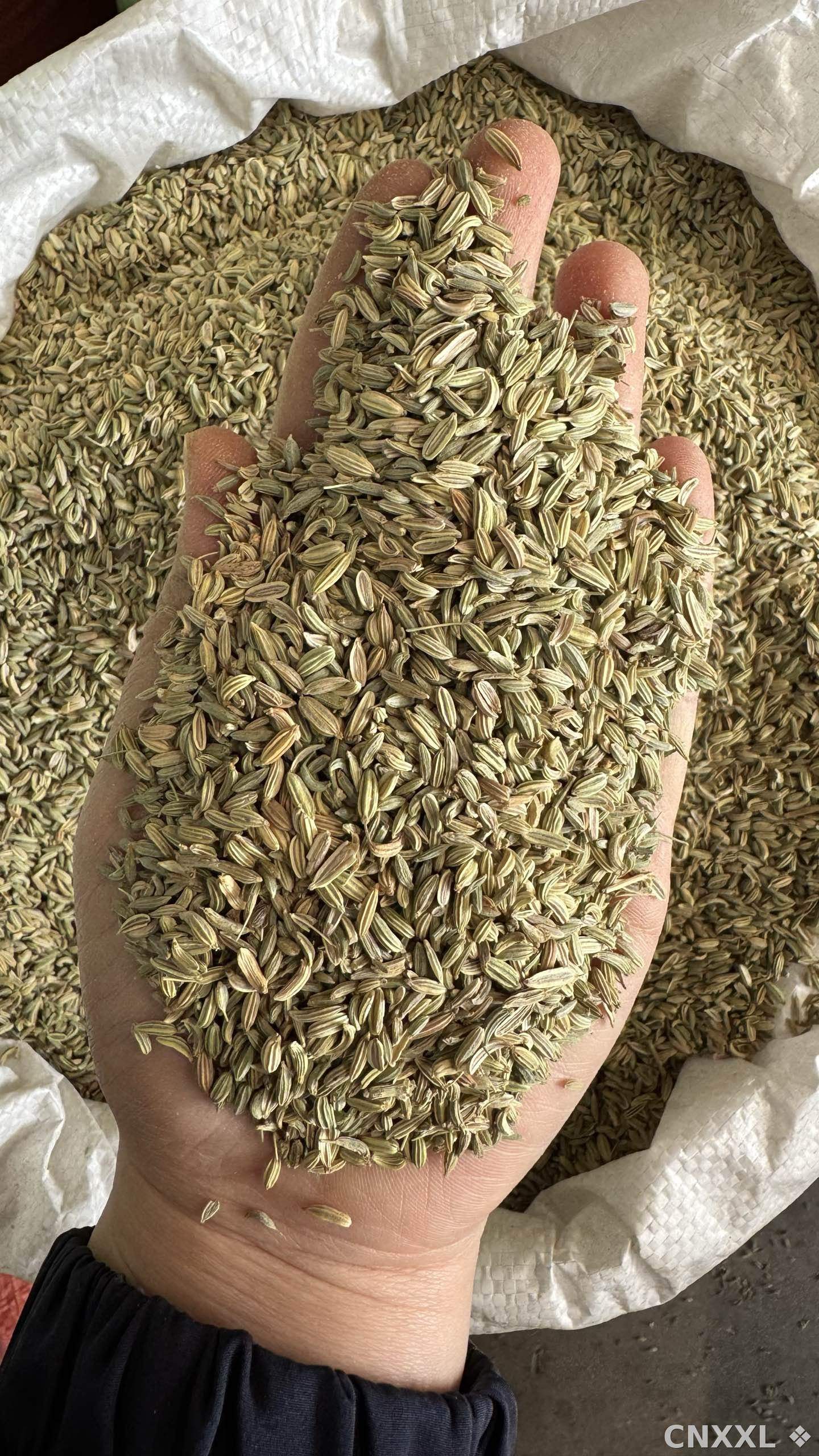 spice_25952_93baef9a_2.jpg
