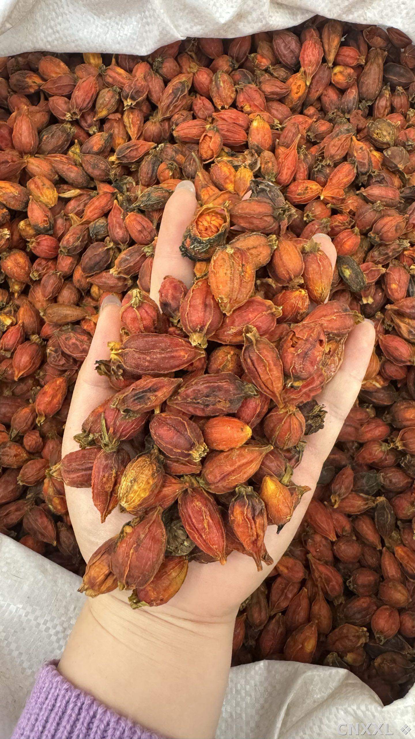 spice_25964_1b846c4e_1.jpg