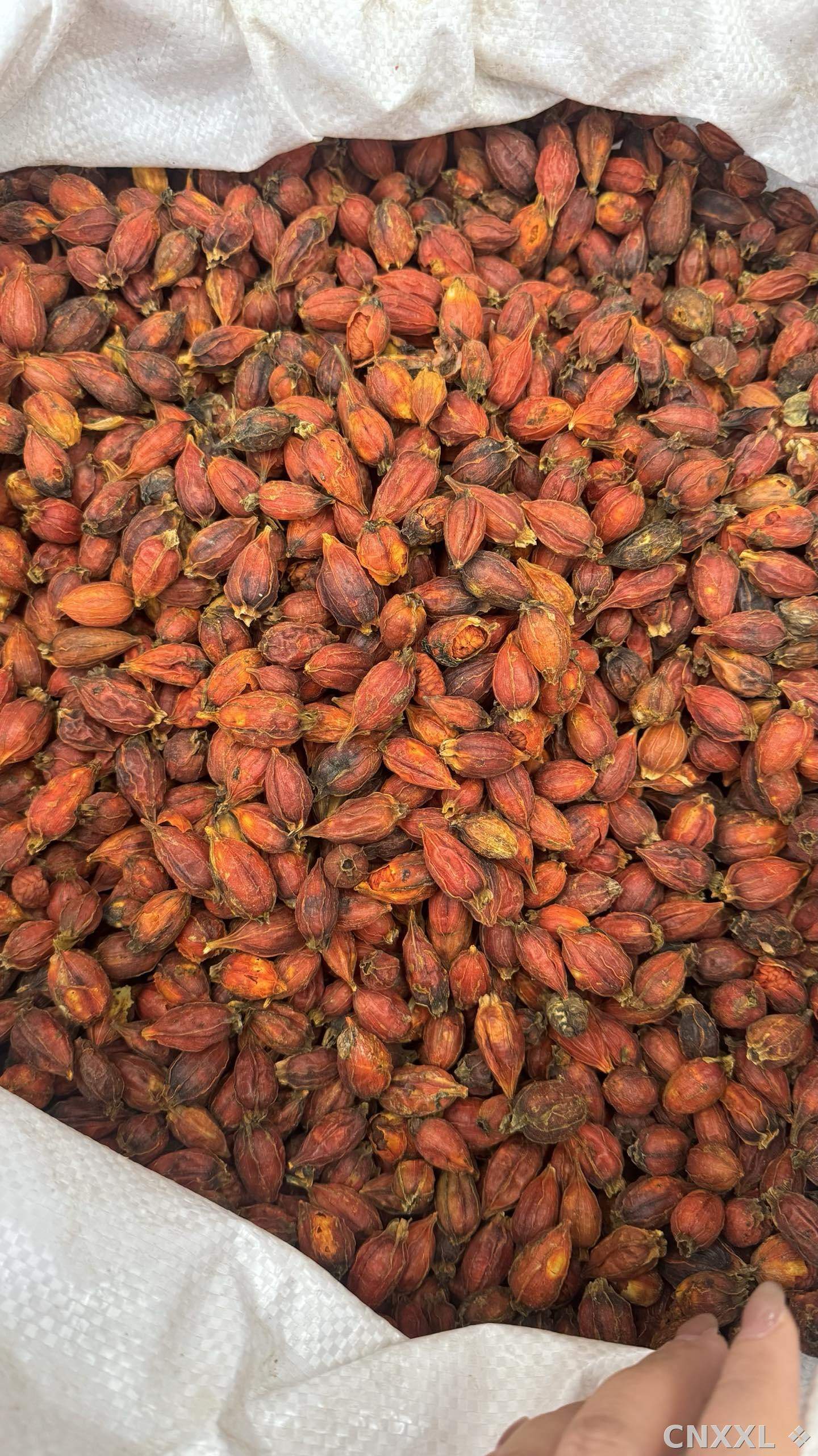 spice_25964_ae081766_3.jpg