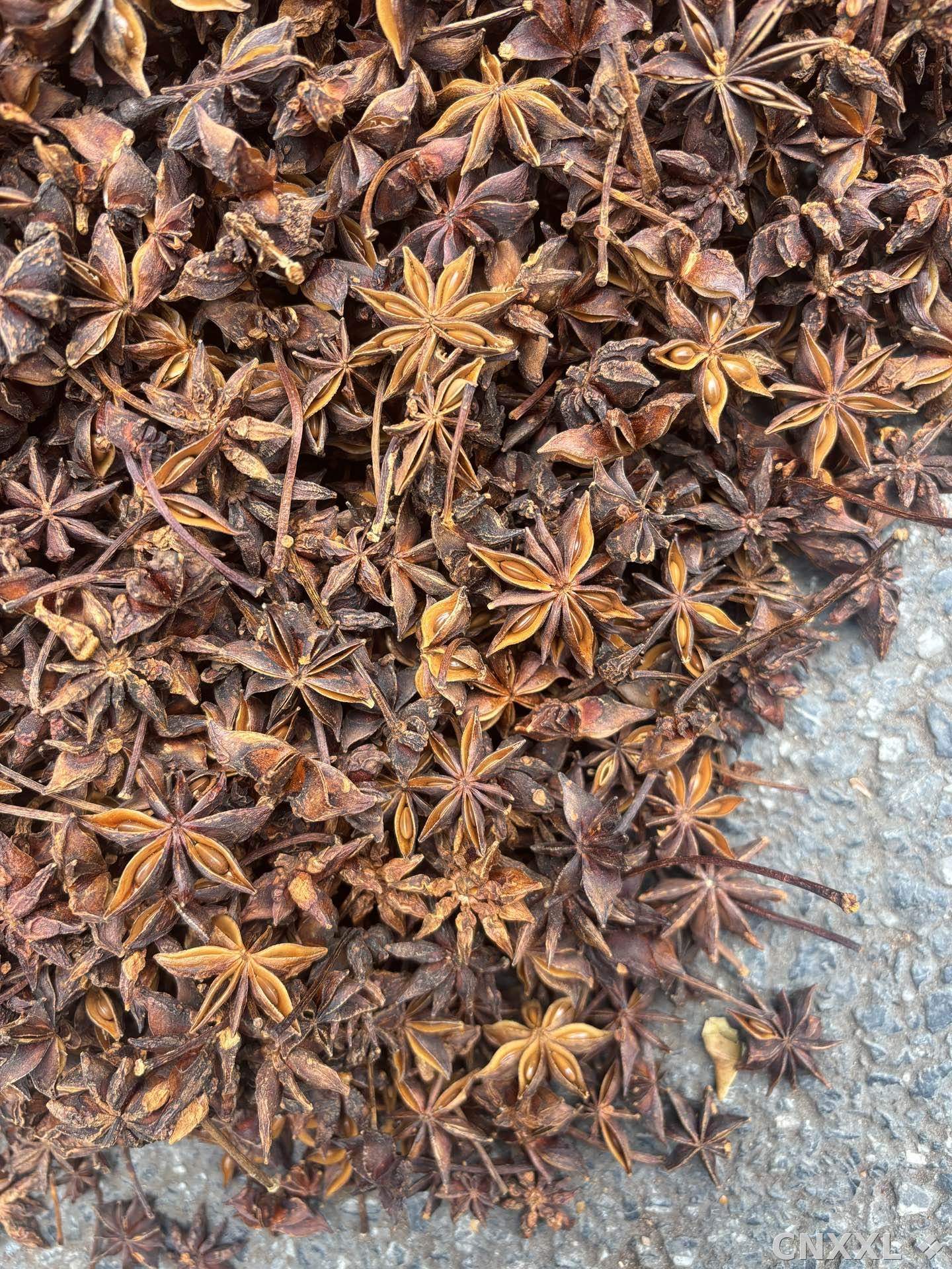 spice_25965_9f68ef02_3.jpg