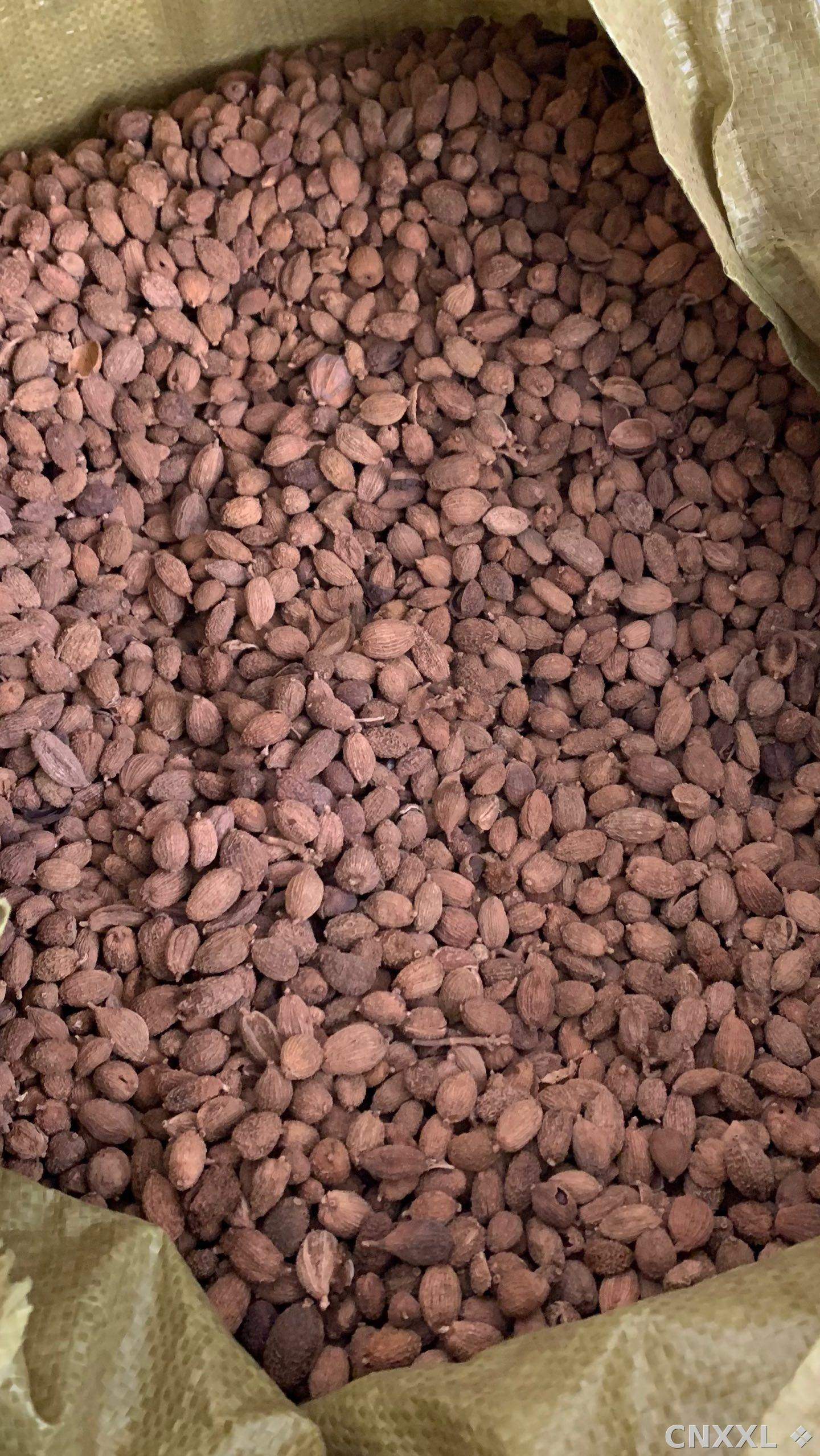 spice_25977_4f94ca1d_3.jpg