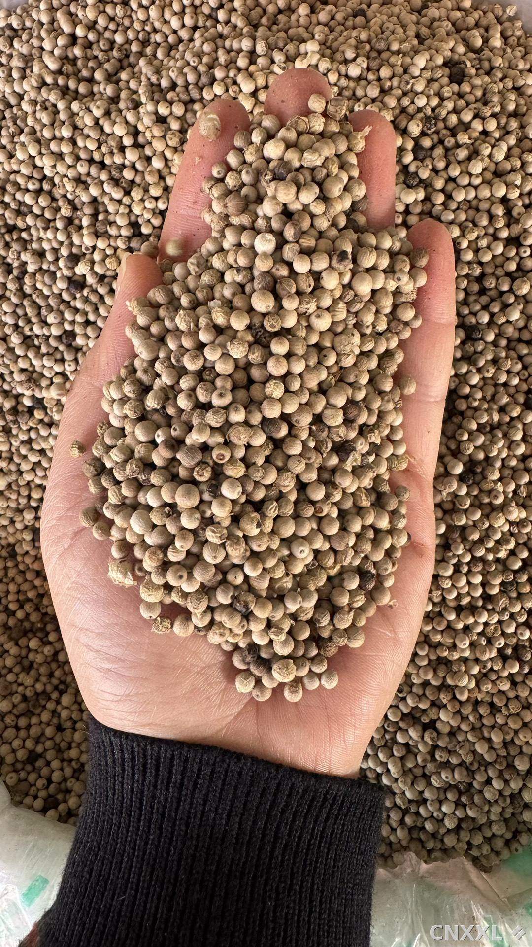 spice_25984_edef1c89_2.jpg