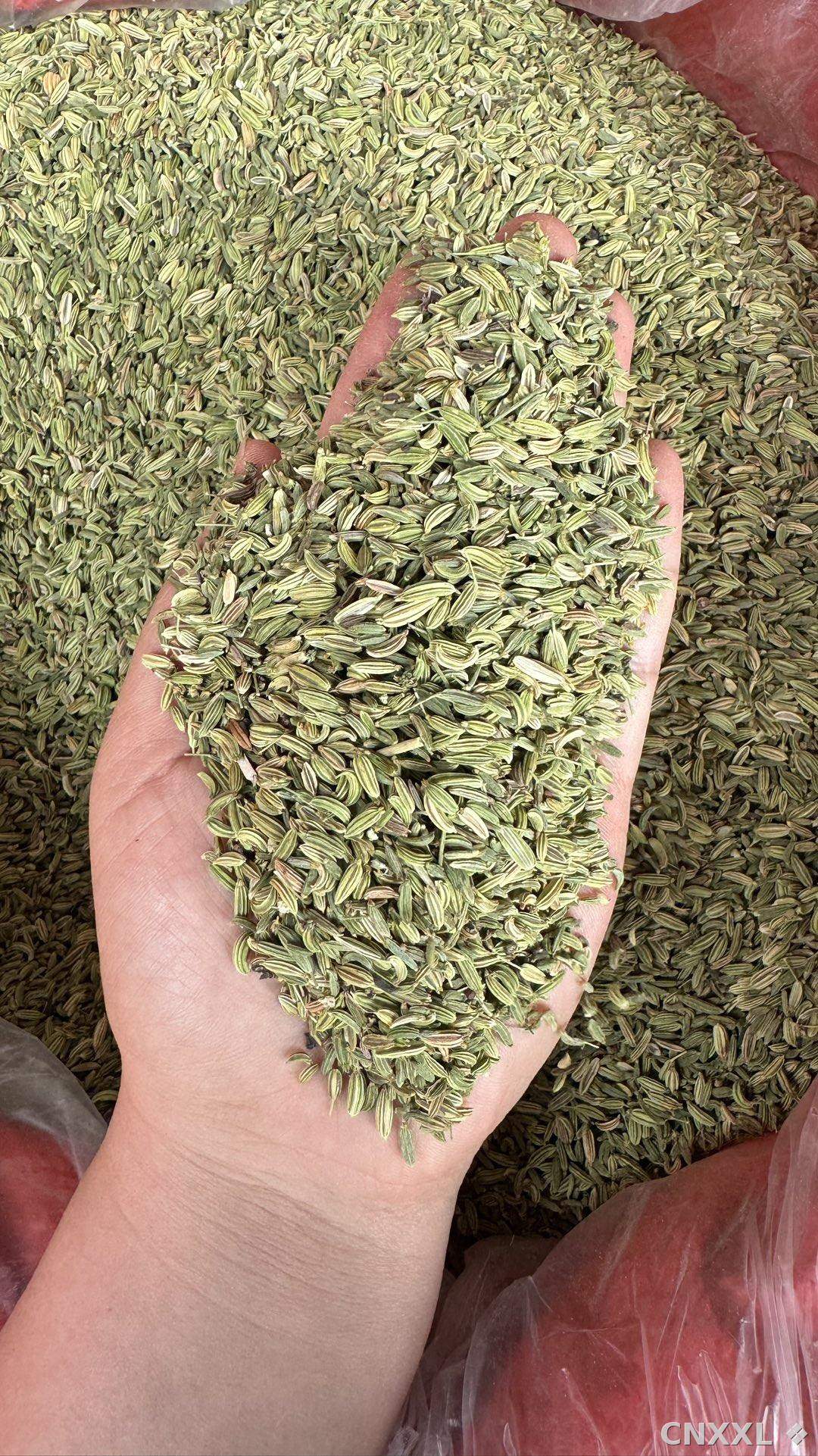 spice_25987_4ef8577a_1.jpg
