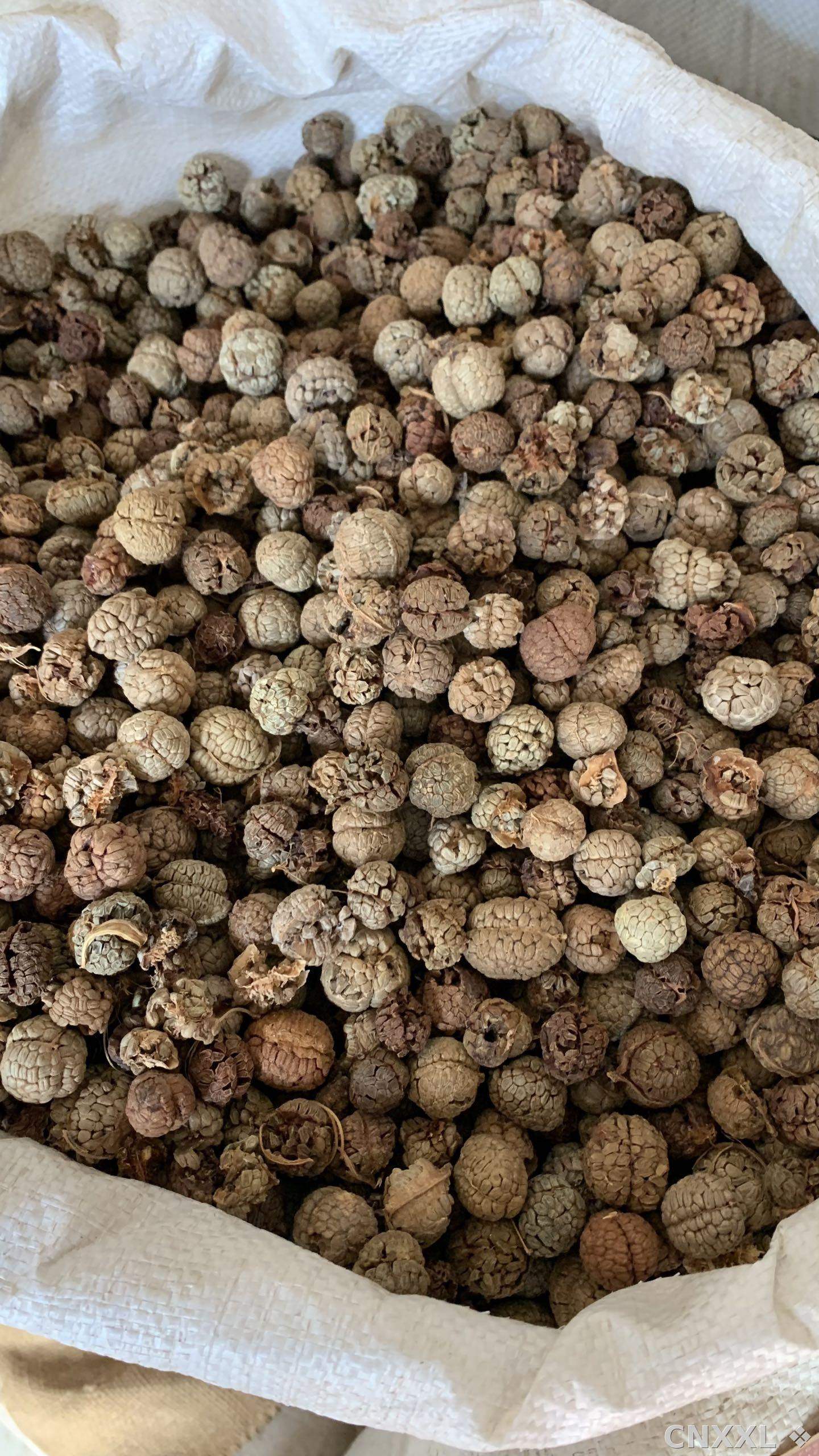 spice_25991_3f05cba2_3.jpg