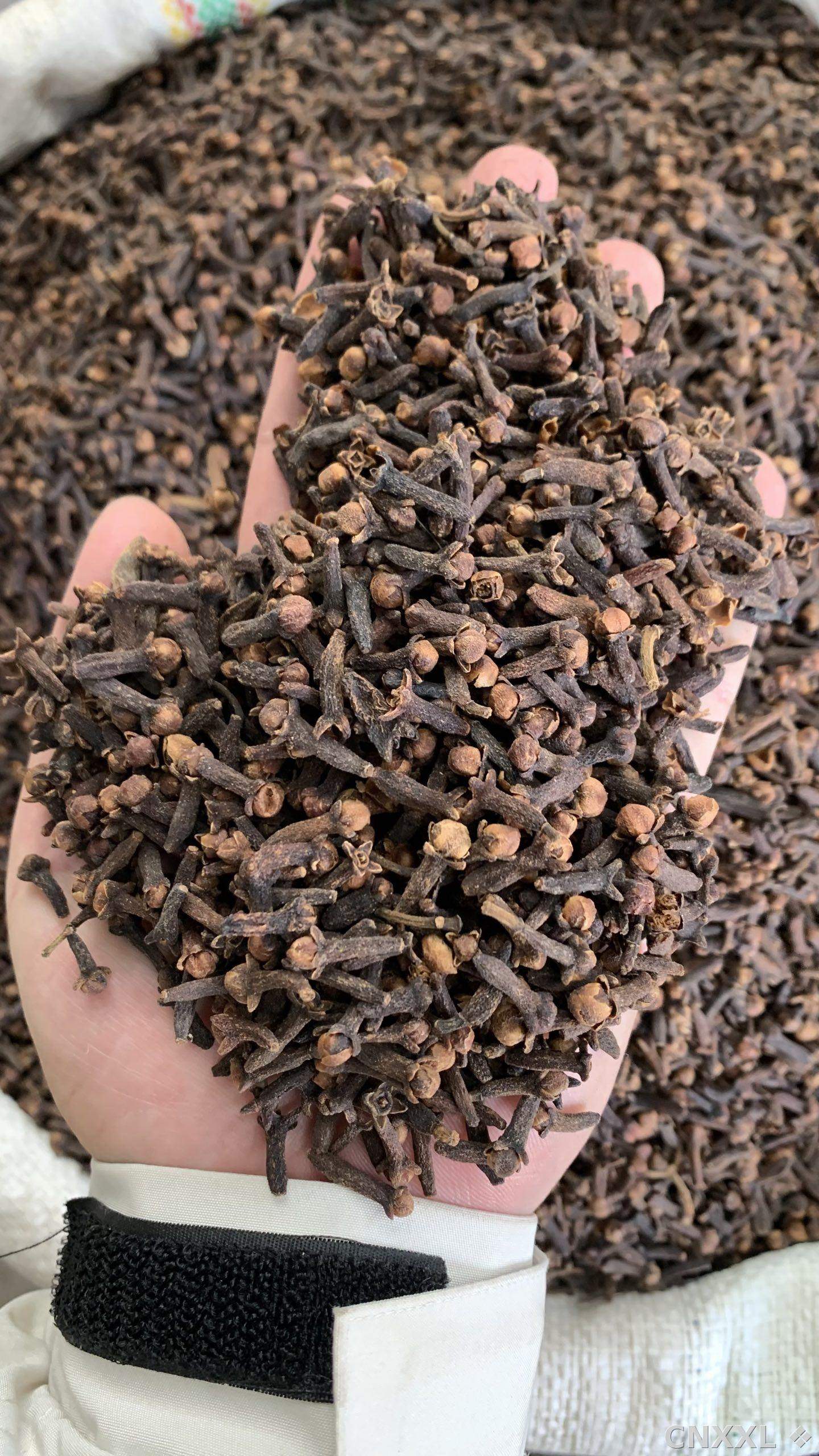 spice_25996_81a31d91_2.jpg
