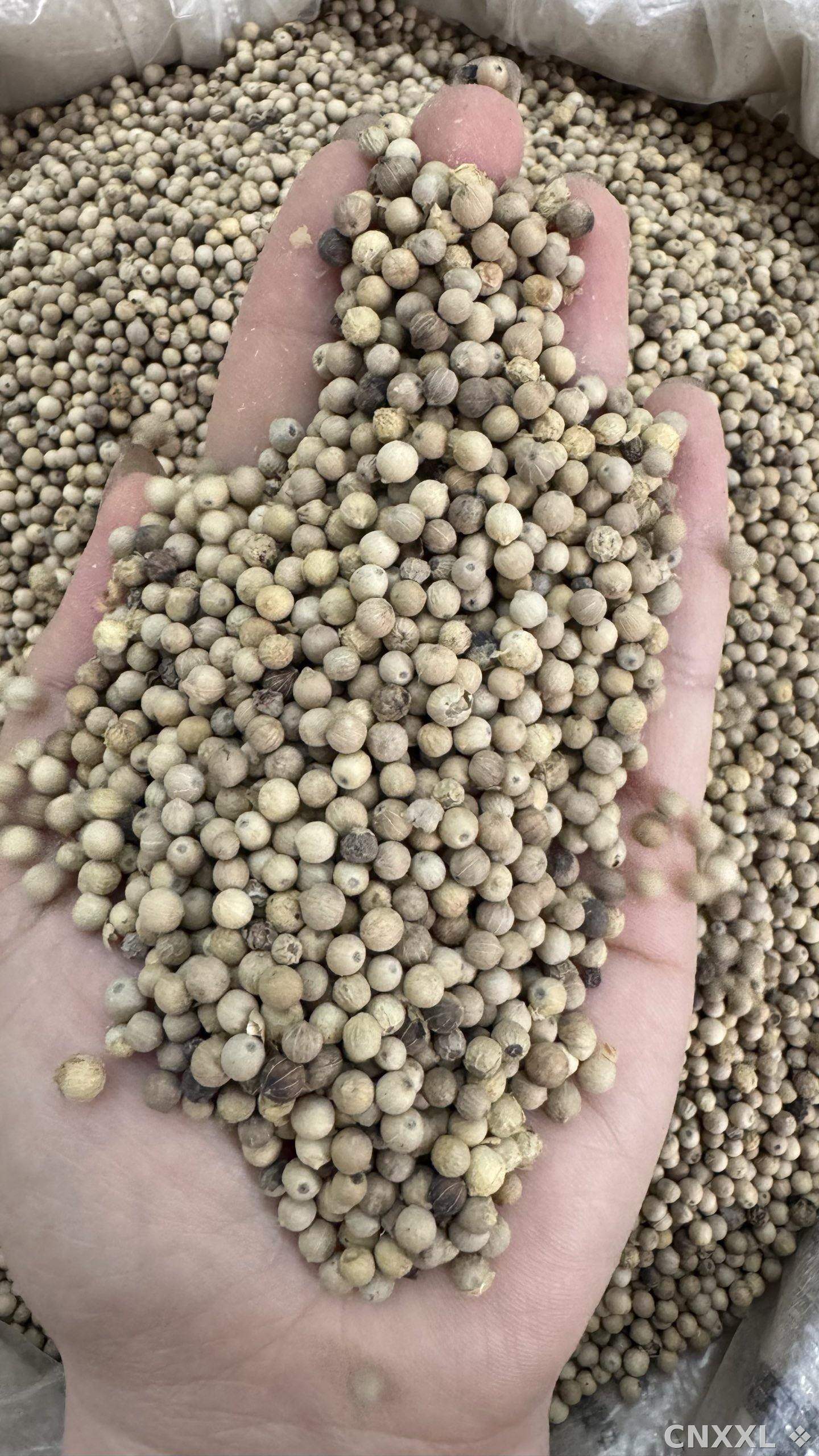 spice_26010_9ebf803a_2.jpg