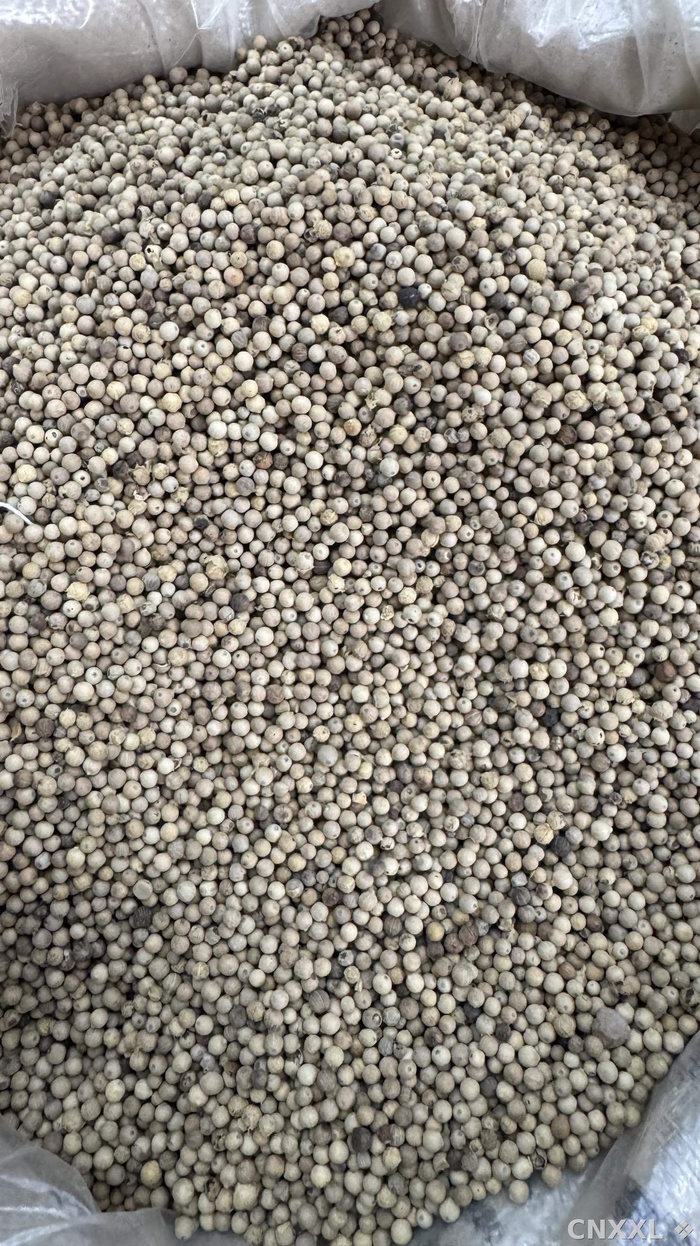 spice_26010_dda2fdf7_3.jpg