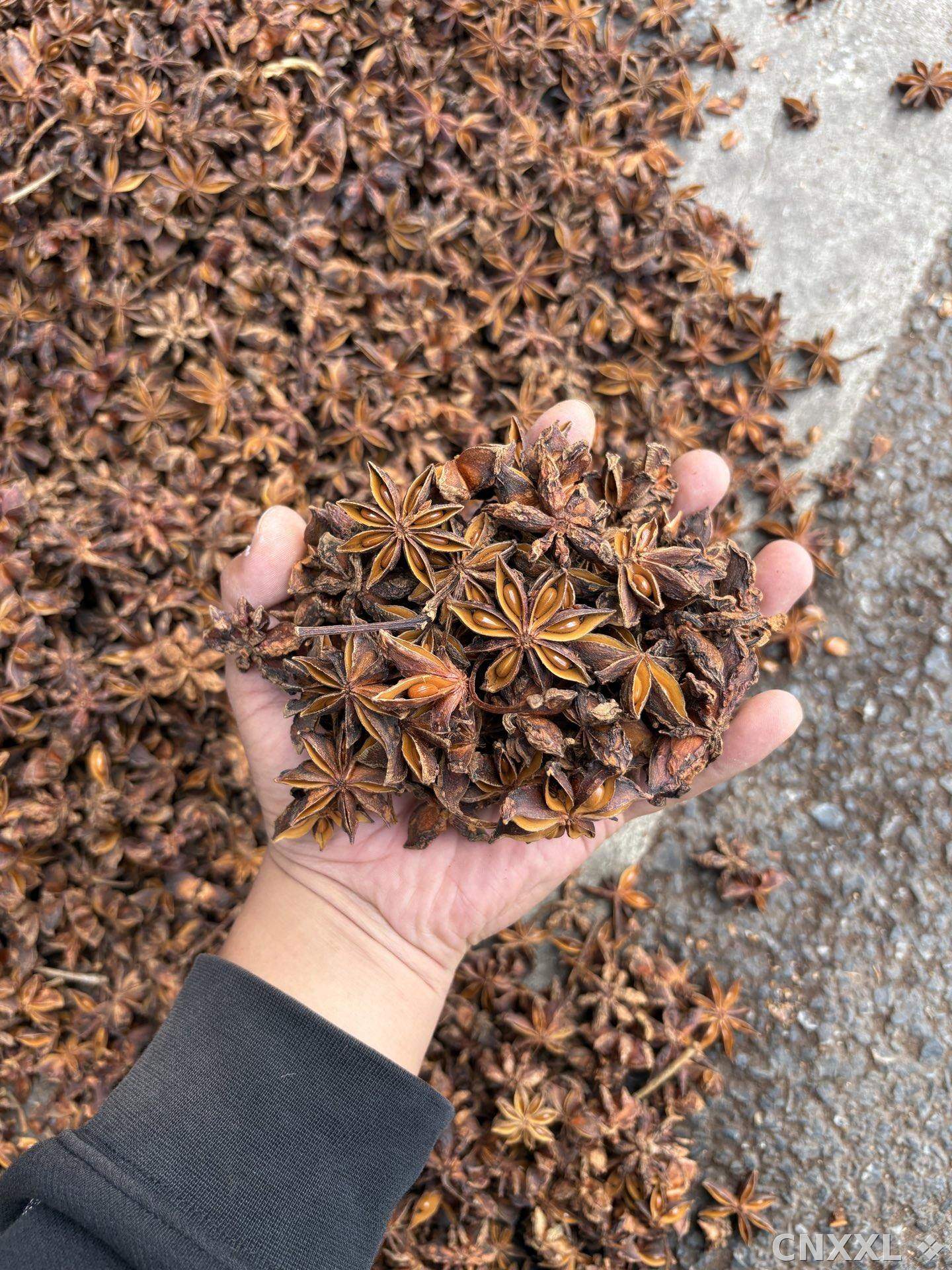 spice_26011_f62ef7ce_2.jpg