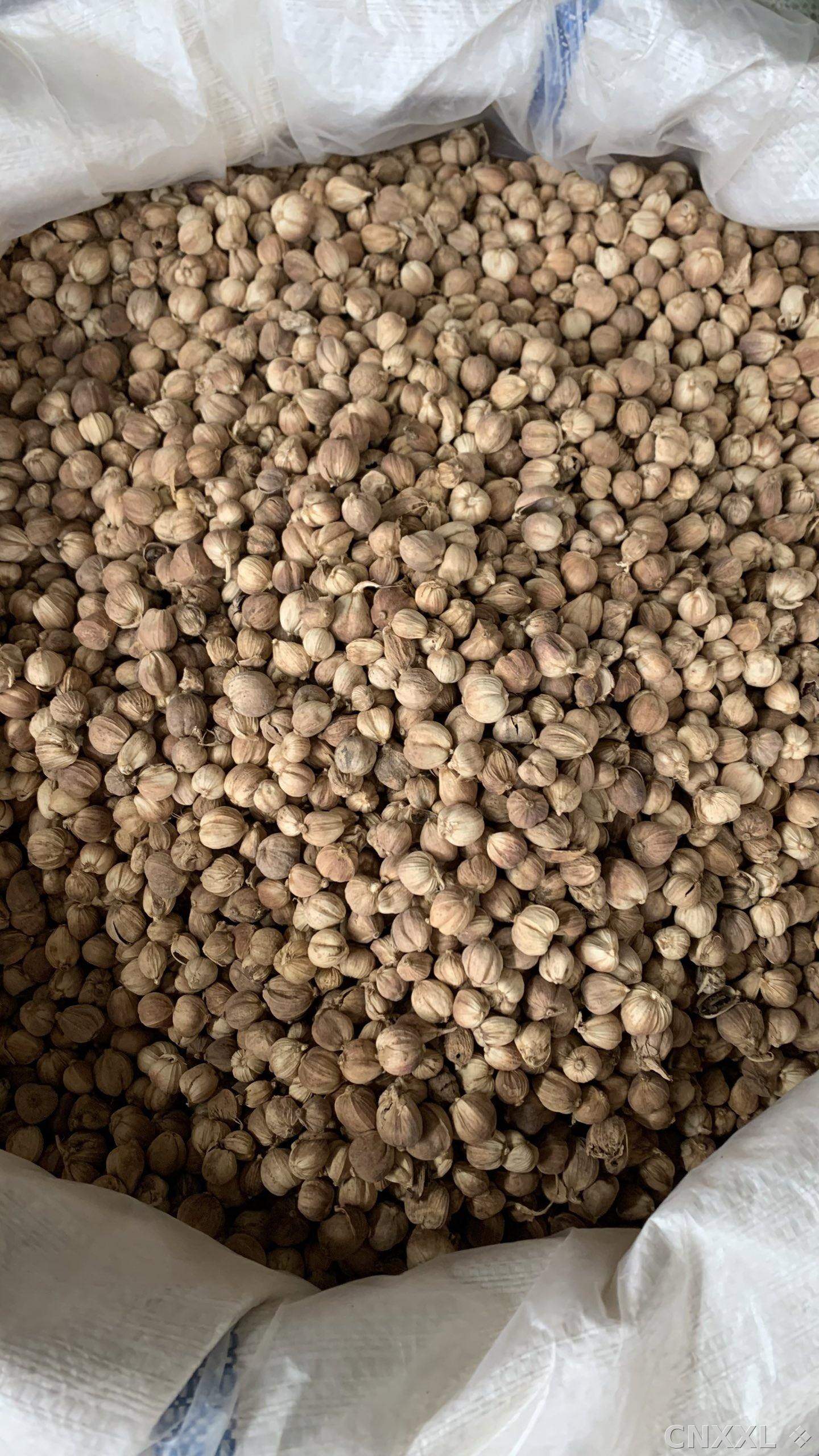 spice_26014_f7428eff_3.jpg
