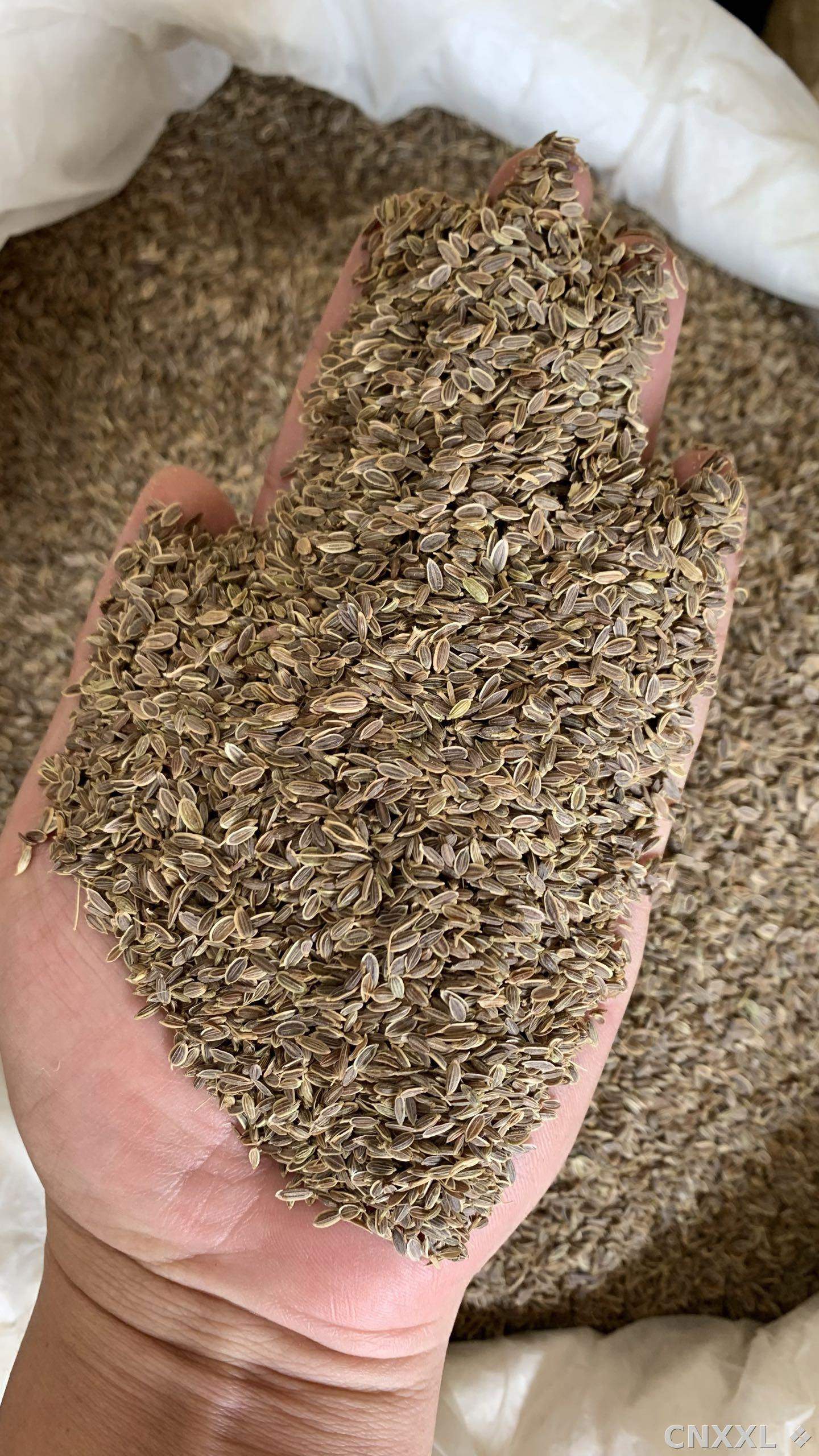 spice_26017_3de5b5cb_2.jpg