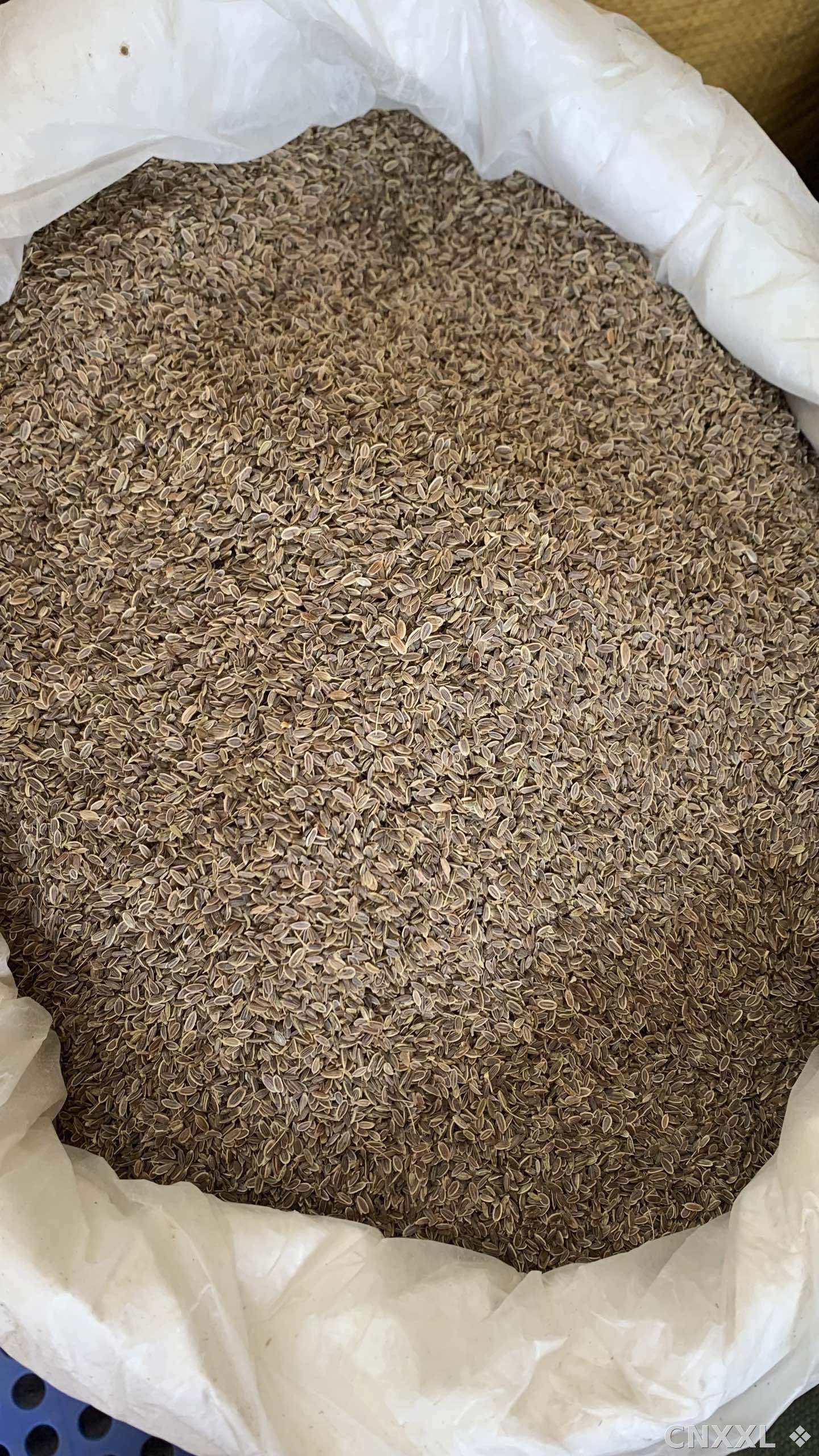 spice_26017_e57cbf33_3.jpg