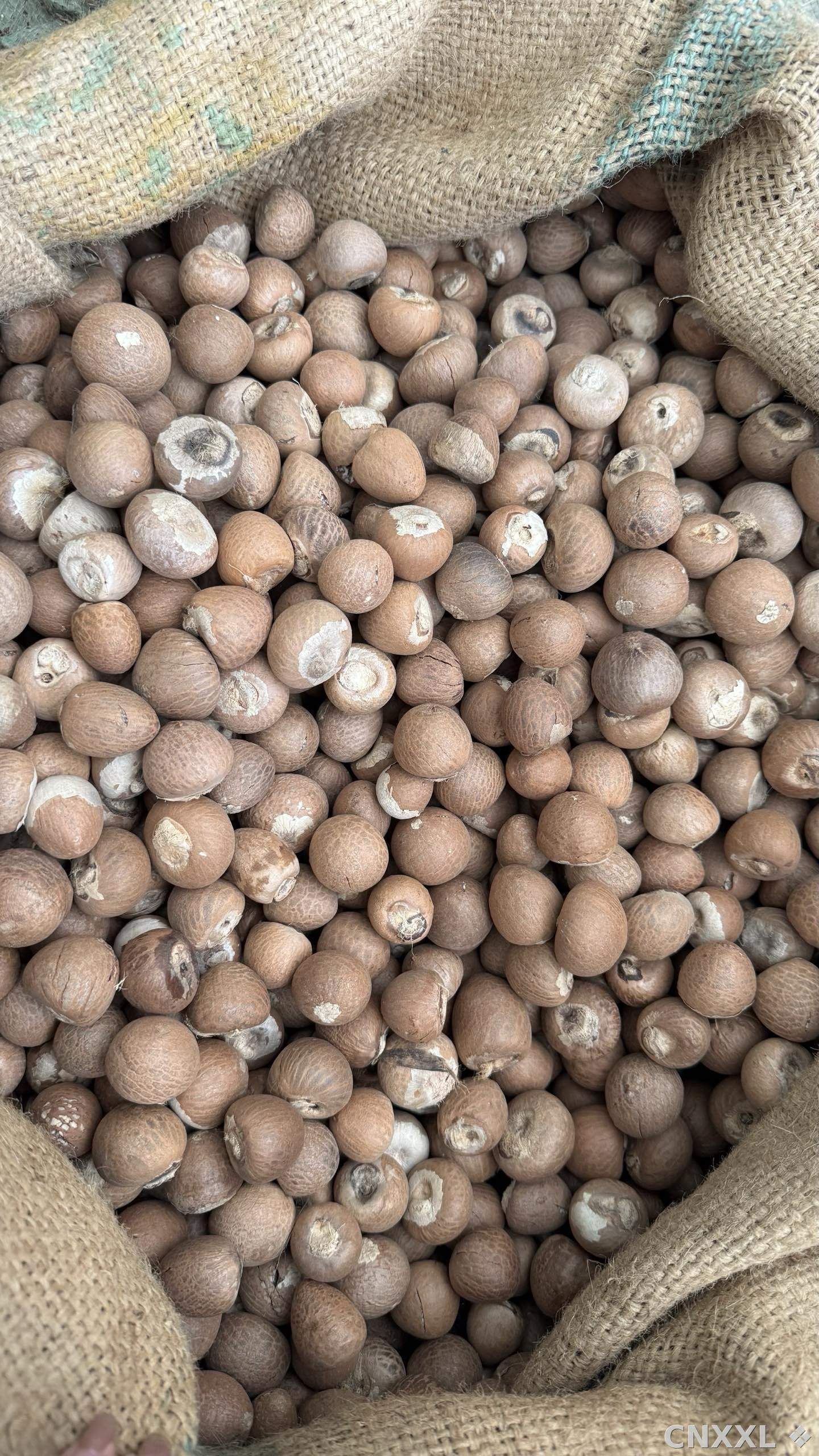 spice_26031_7c9c86d4_3.jpg