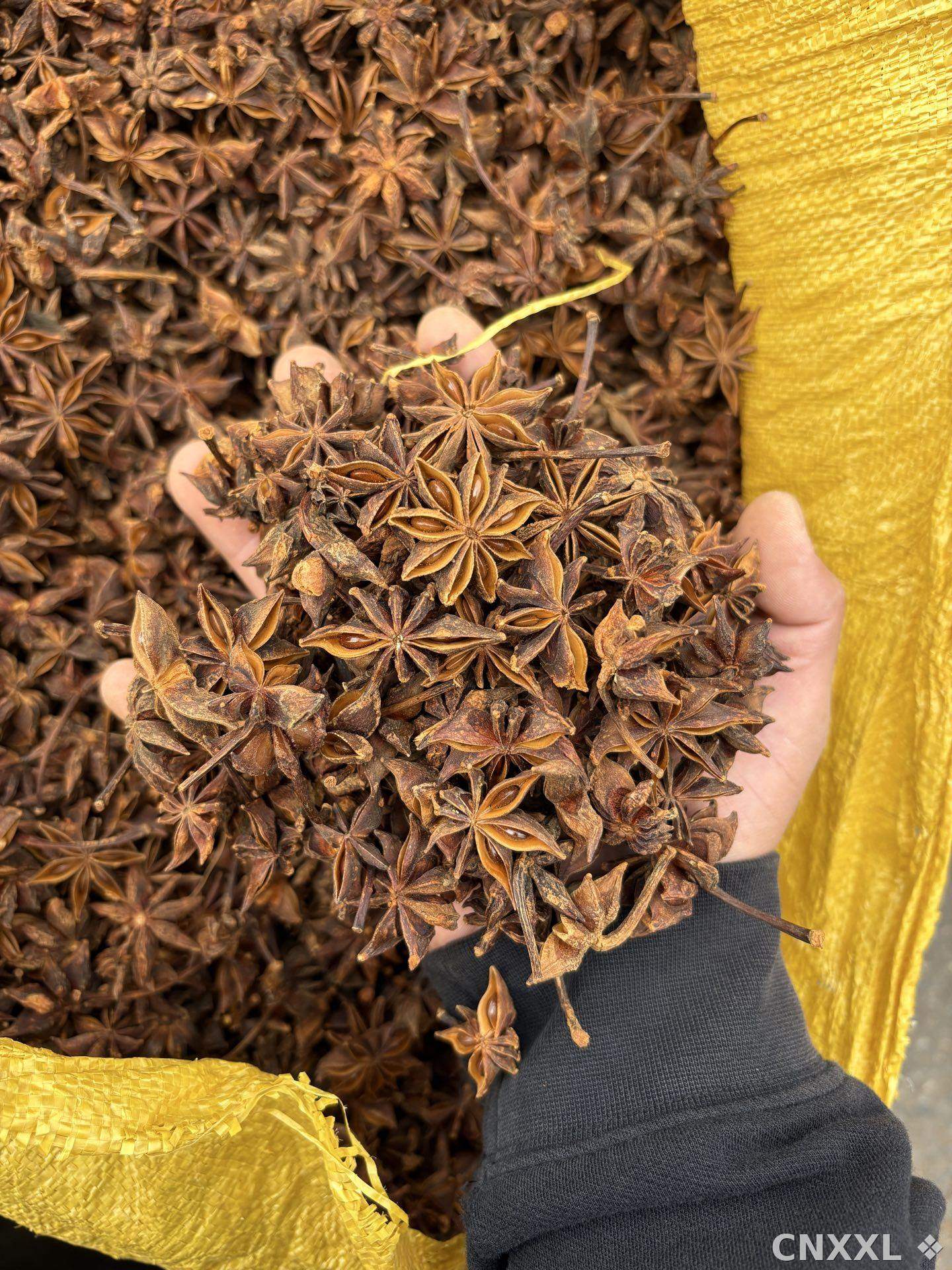spice_26034_c0ff369f_1.jpg