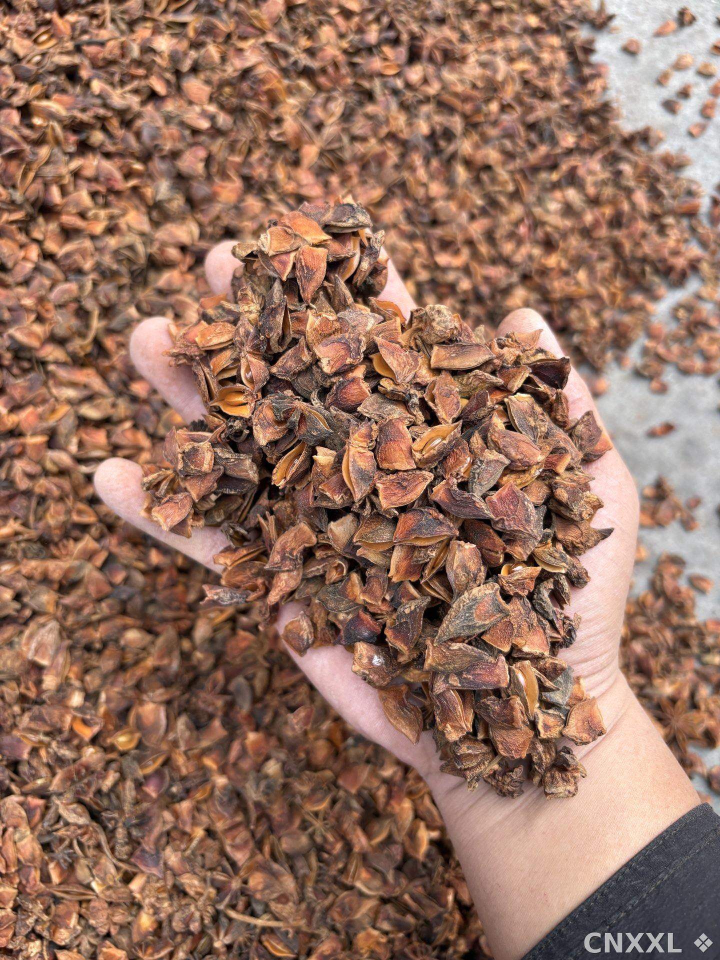 spice_26035_9fd588b6_1.jpg