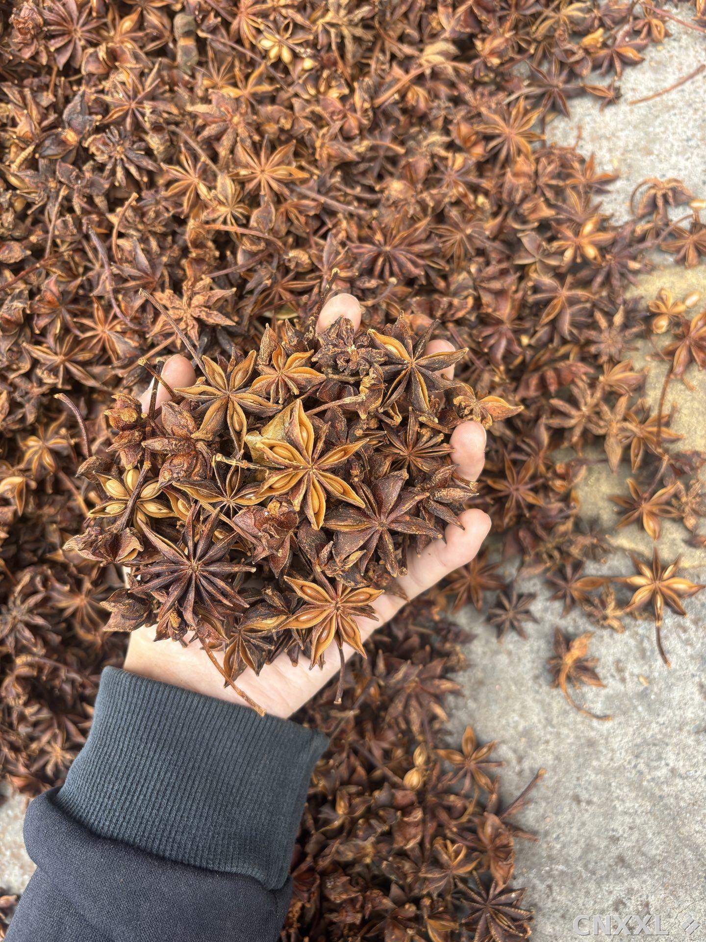 spice_26042_9c46cf62_2.jpg