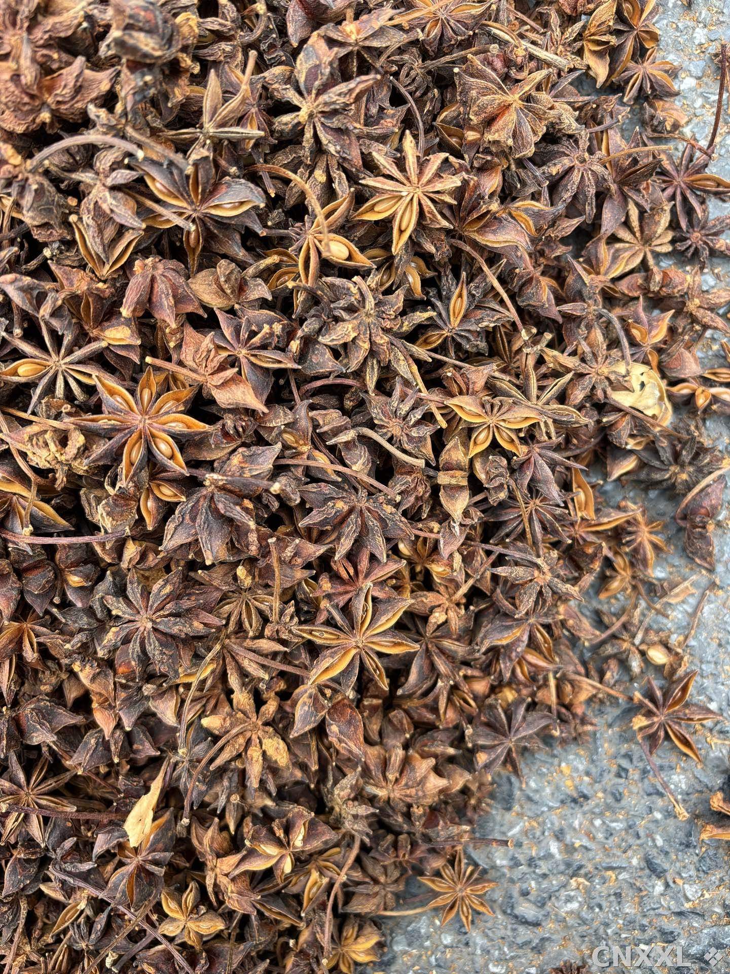 spice_26049_77311f90_3.jpg