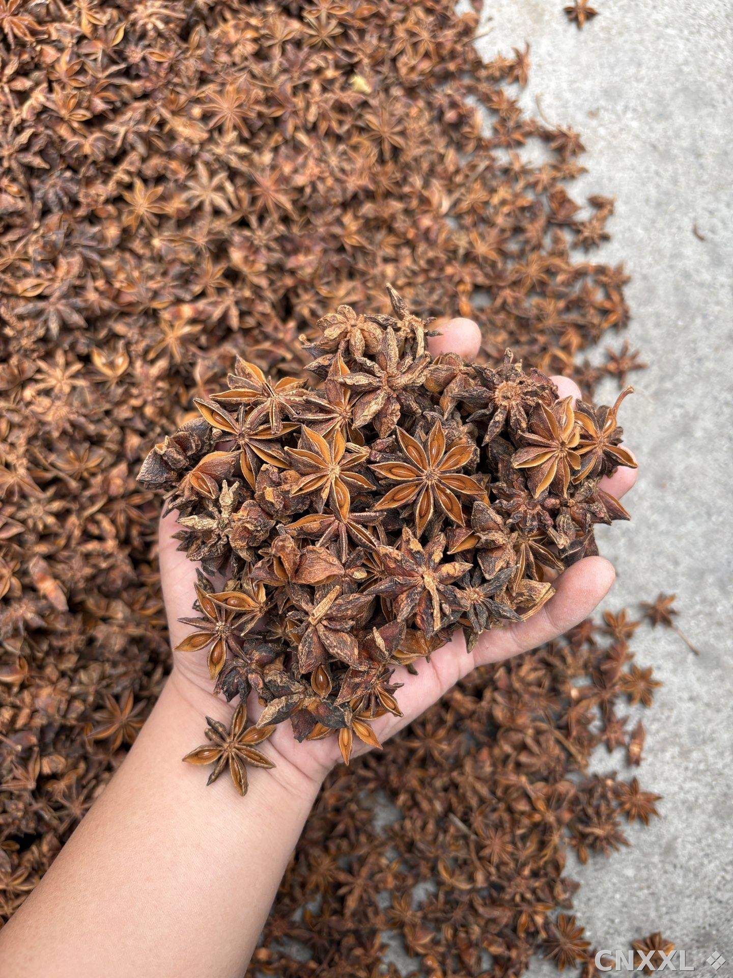 spice_26051_0c5c611c_1.jpg