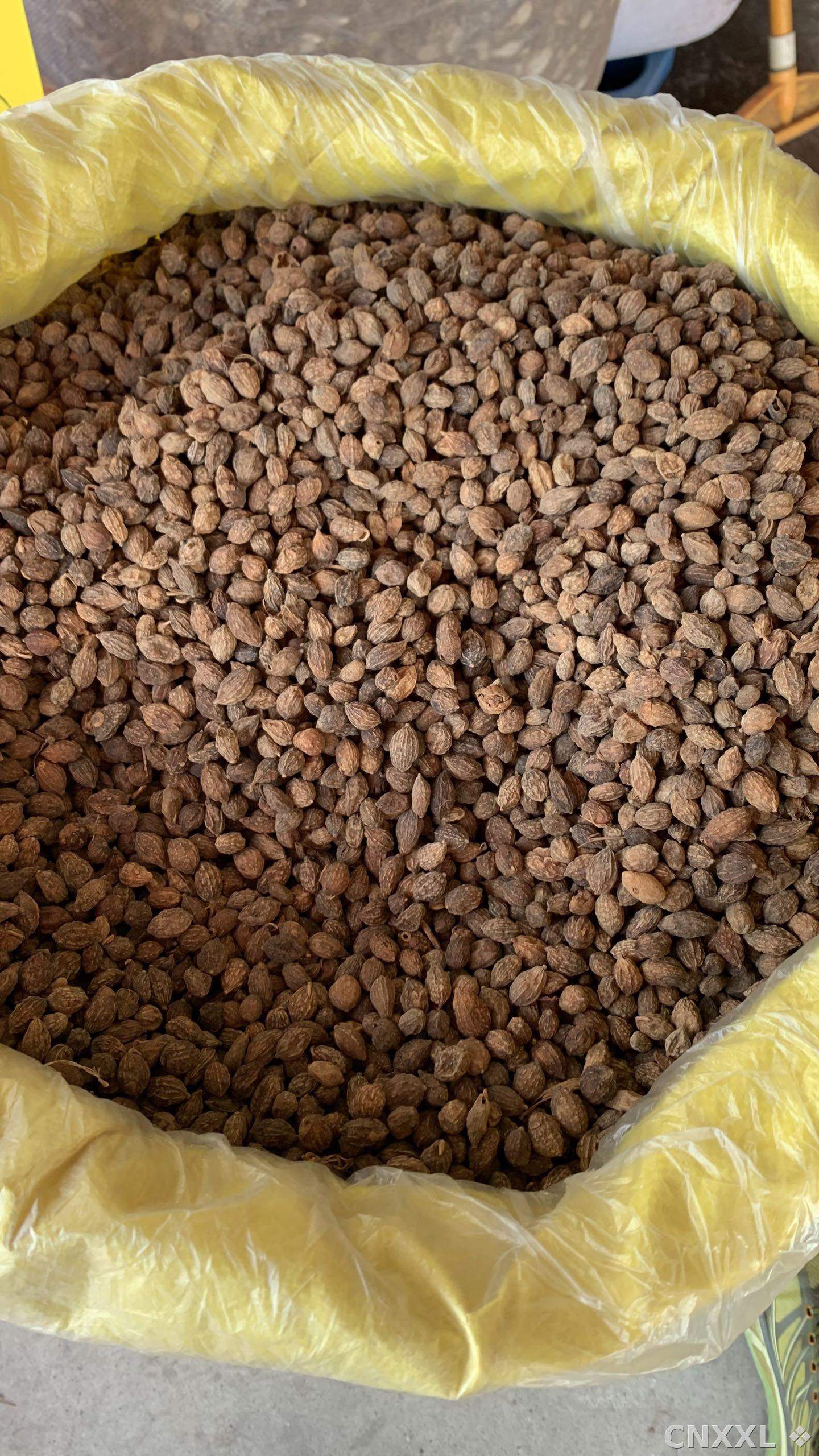 spice_26055_ad60139d_3.jpg