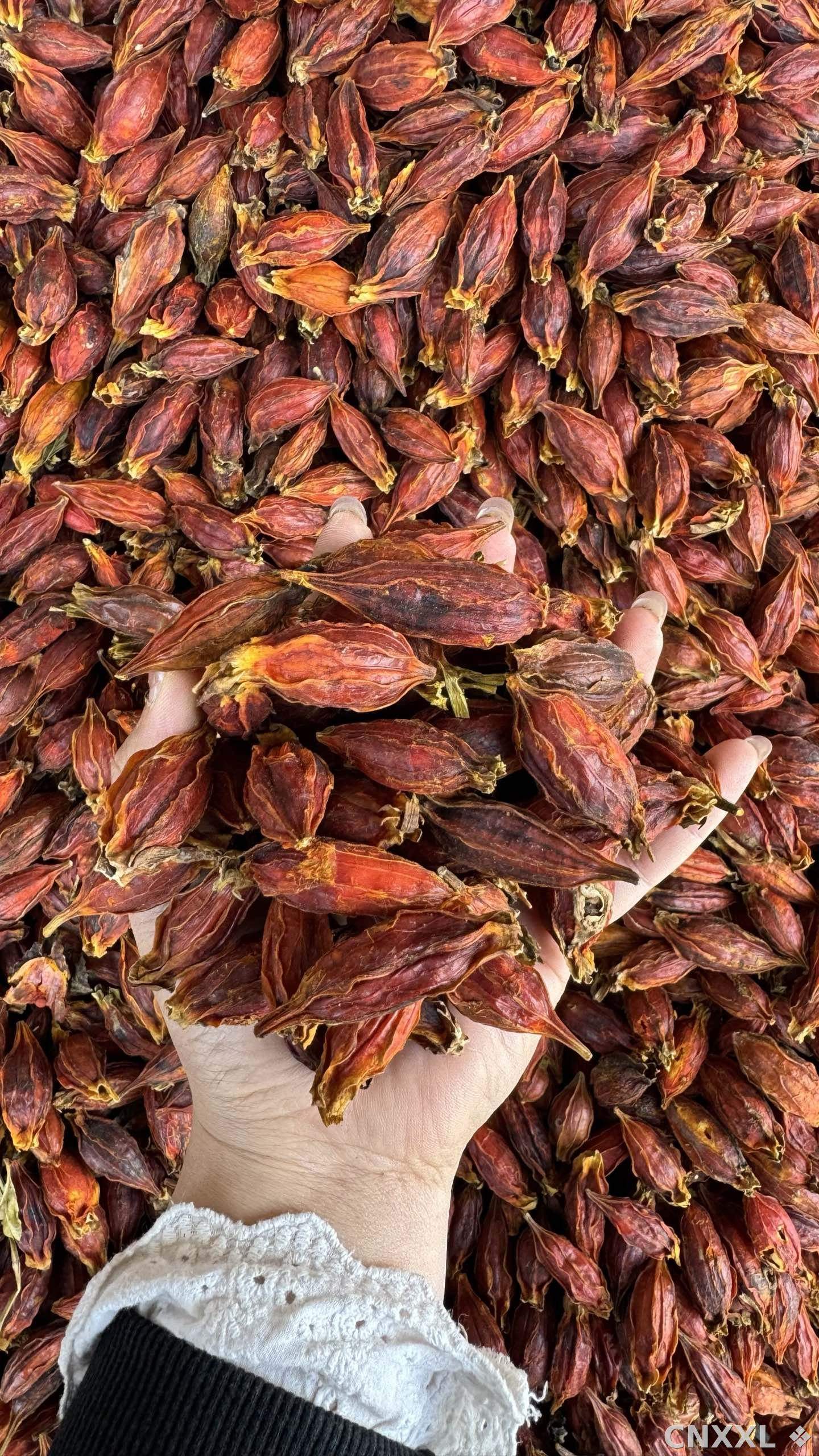 spice_26059_a8d98ee1_2.jpg