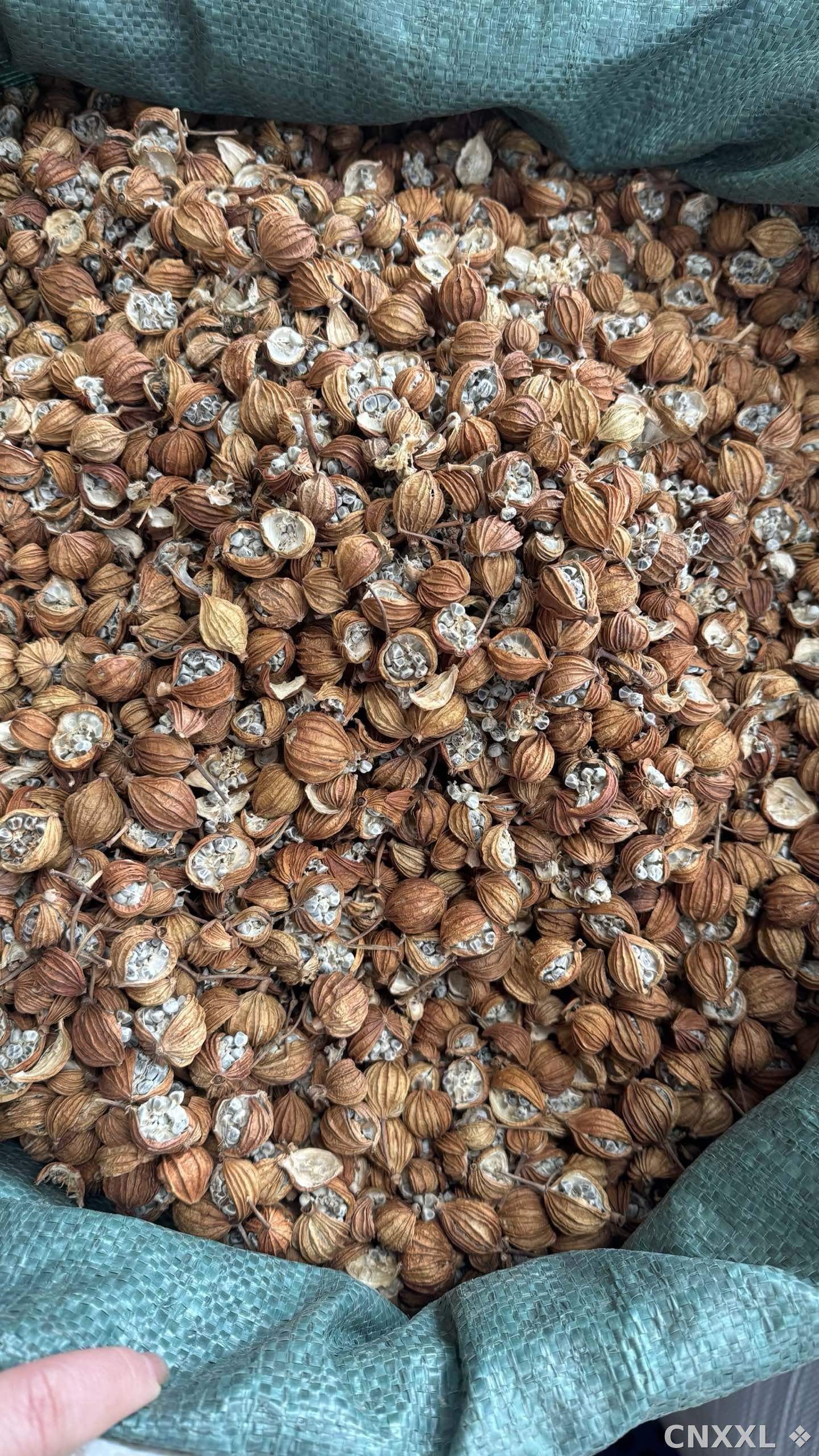 spice_26069_6f38af9e_3.jpg