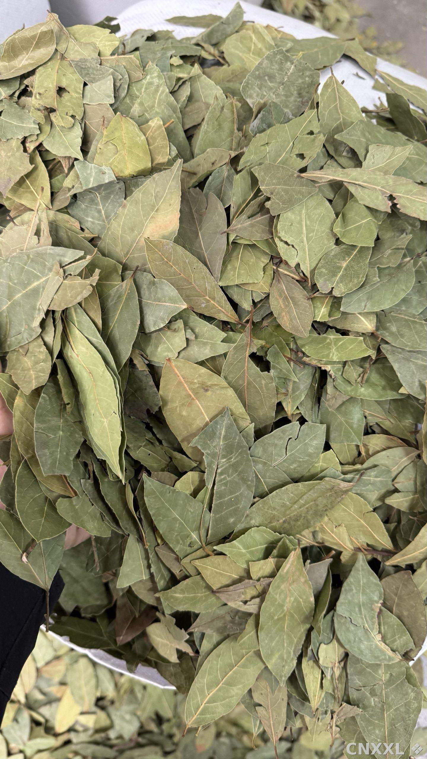 spice_26087_f86250f8_3.jpg
