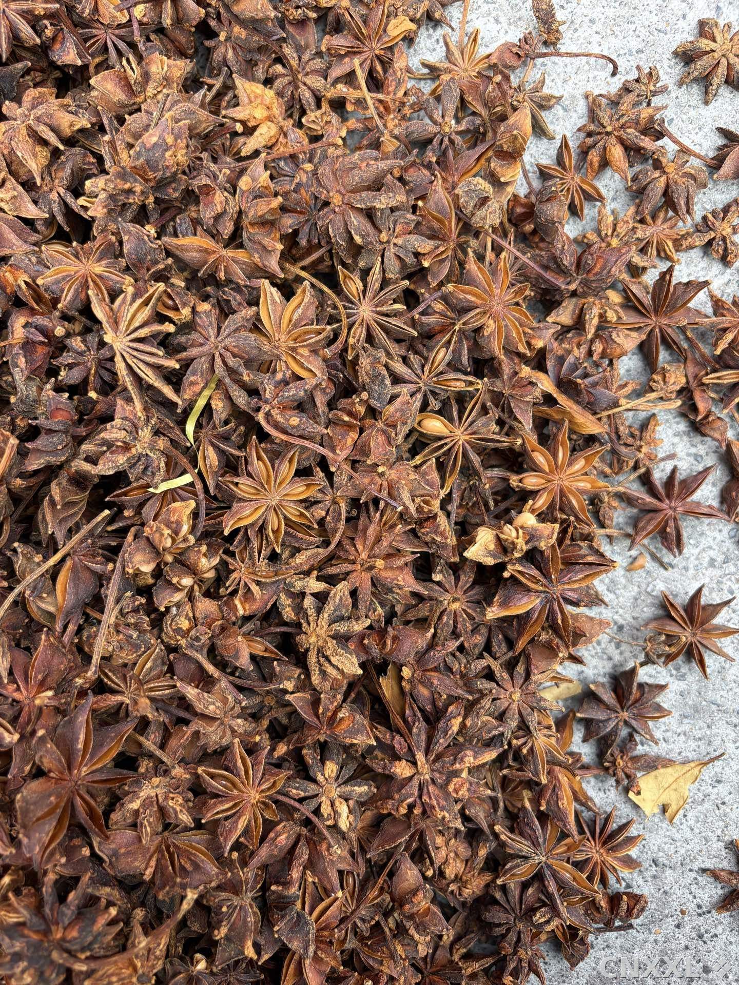 spice_26089_314c1a9e_3.jpg