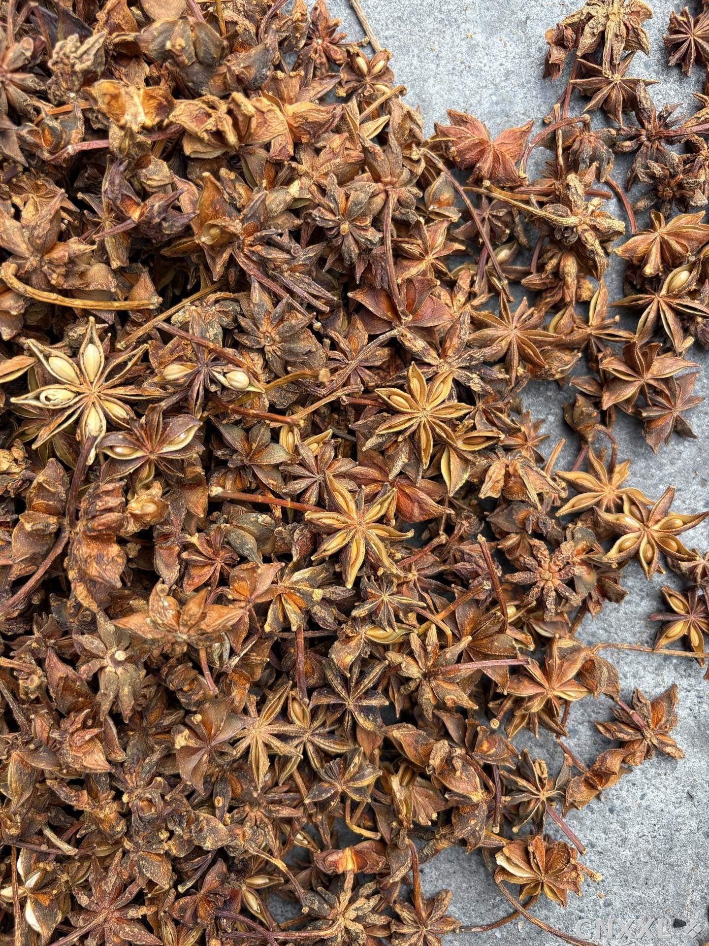 spice_26092_703ea06a_3.jpg