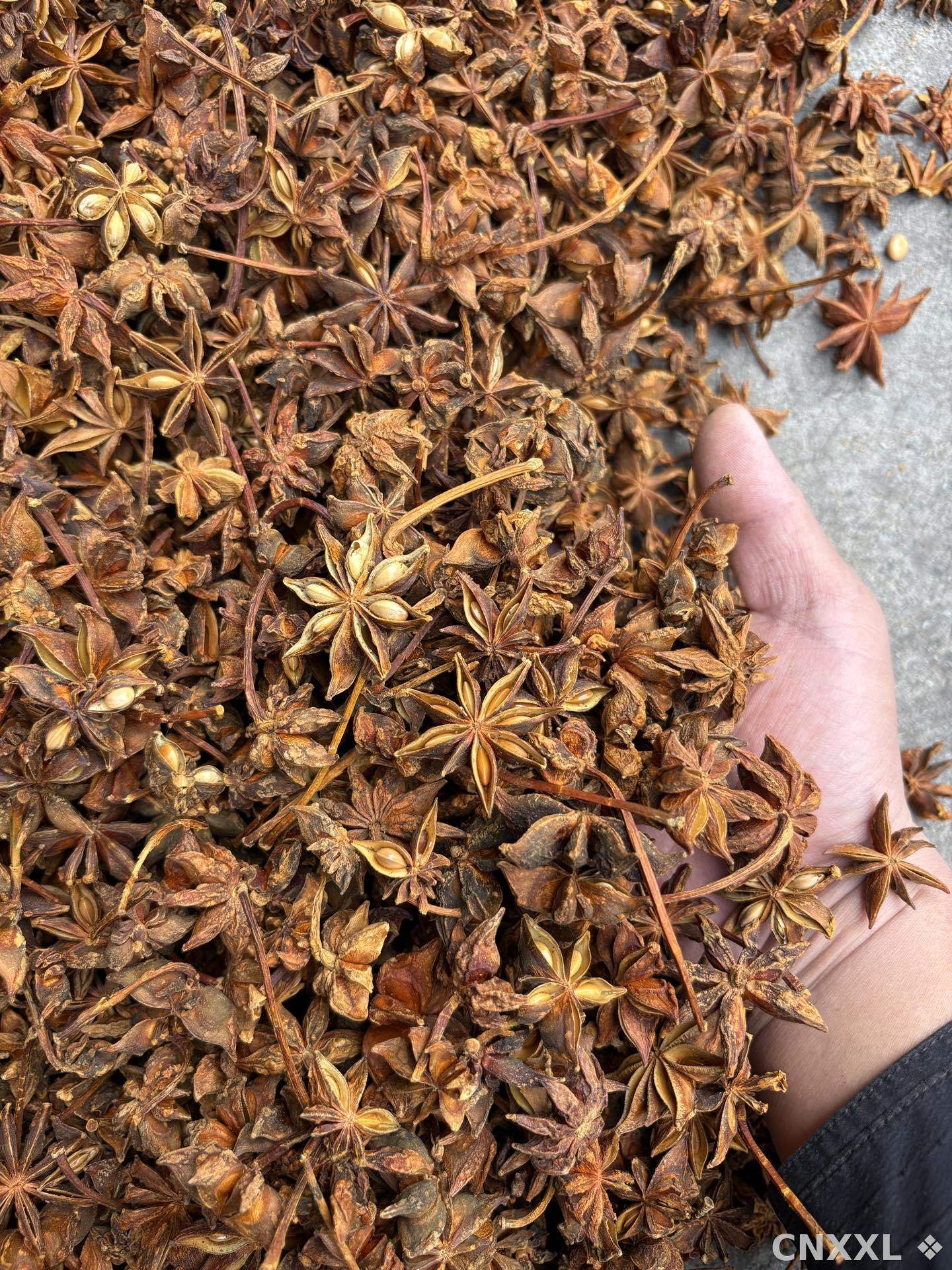 spice_26092_a9c19c4f_2.jpg