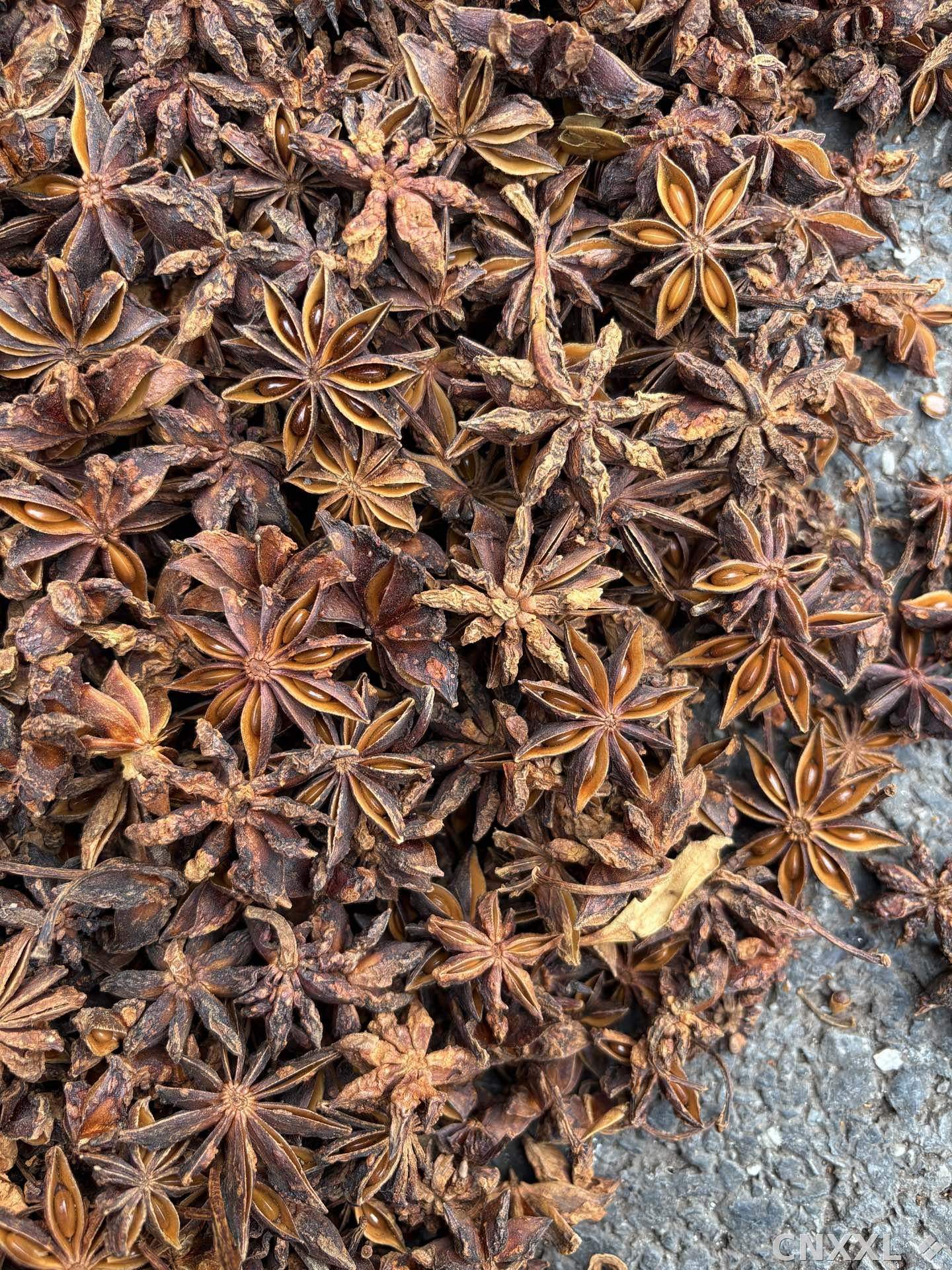 spice_26093_e240aafd_3.jpg