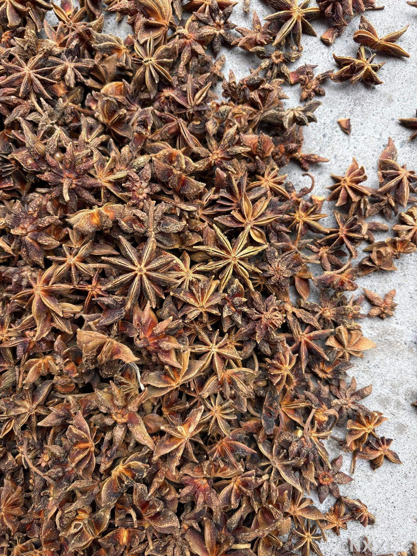 spice_26095_581cf03f_3.jpg