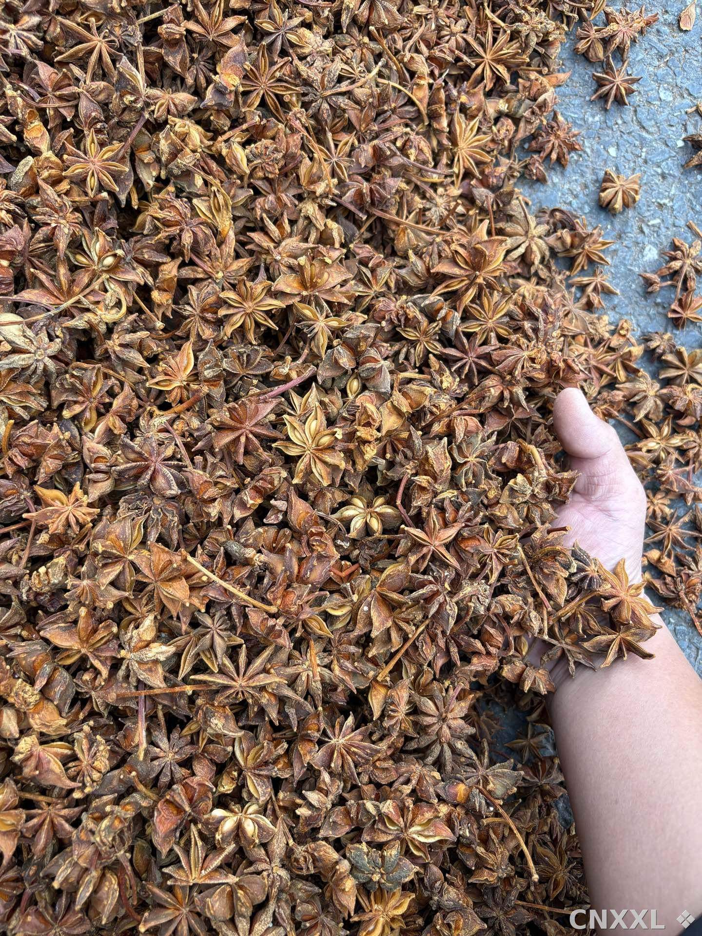 spice_26102_c9ebc7f8_2.jpg