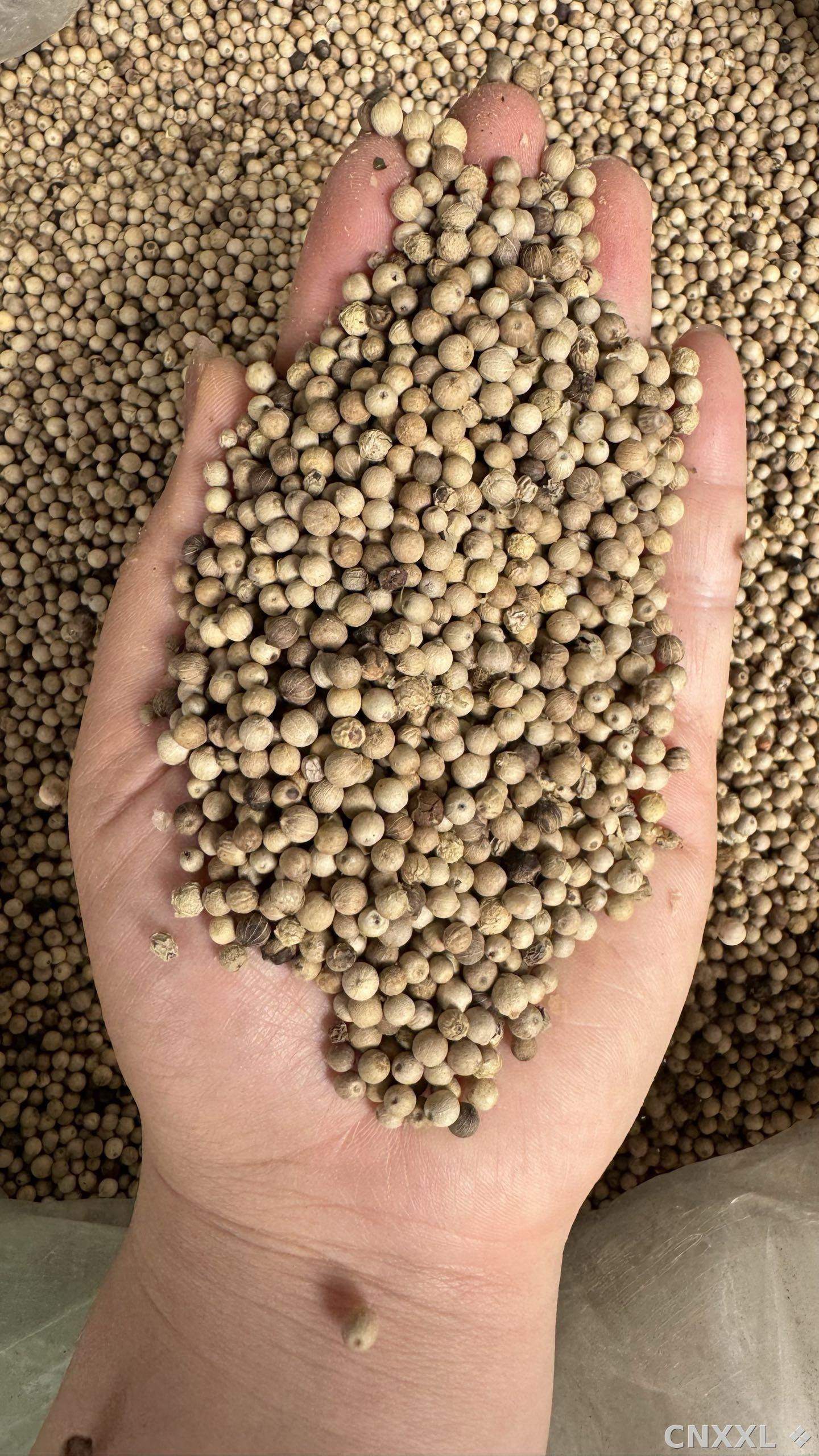spice_26108_ac05cc16_2.jpg