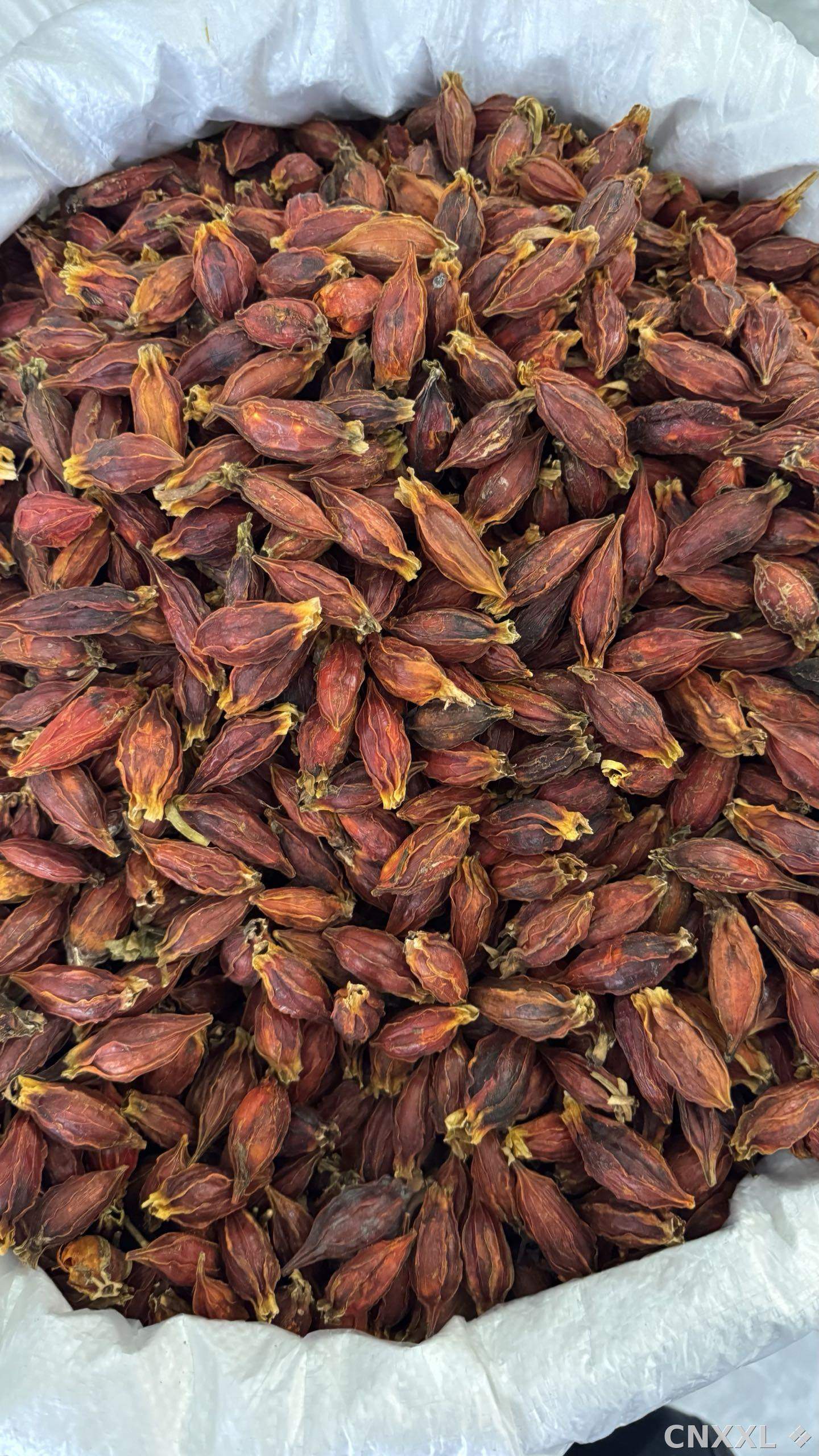spice_26111_4f319bcb_3.jpg