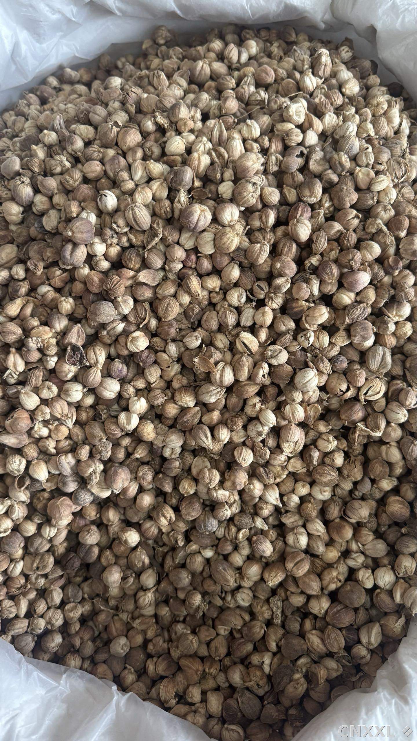 spice_26113_c04dfefc_3.jpg