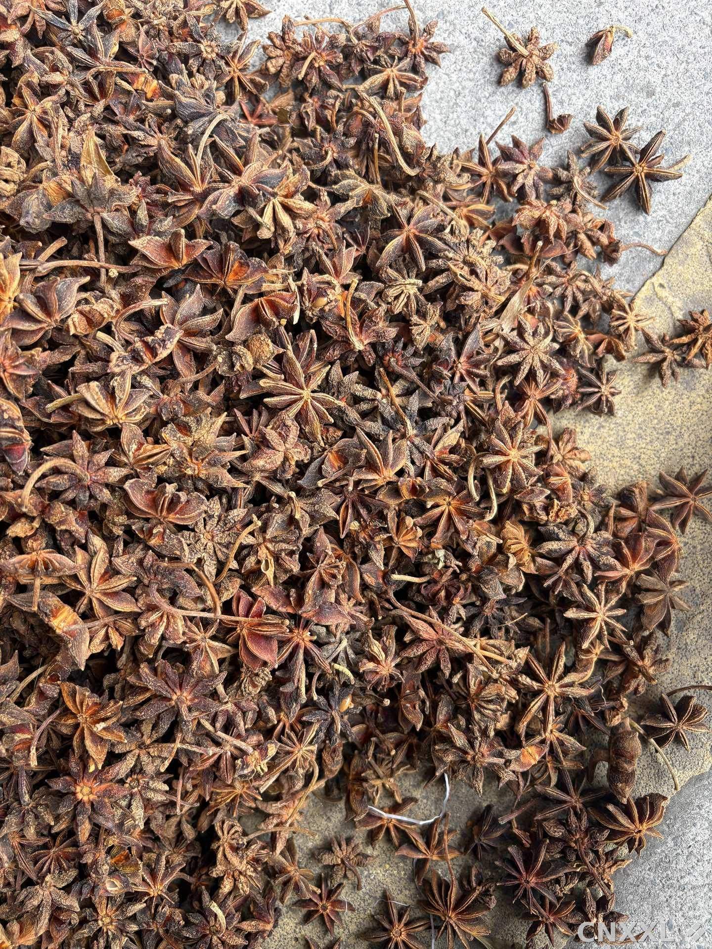 spice_26118_430c633e_3.jpg