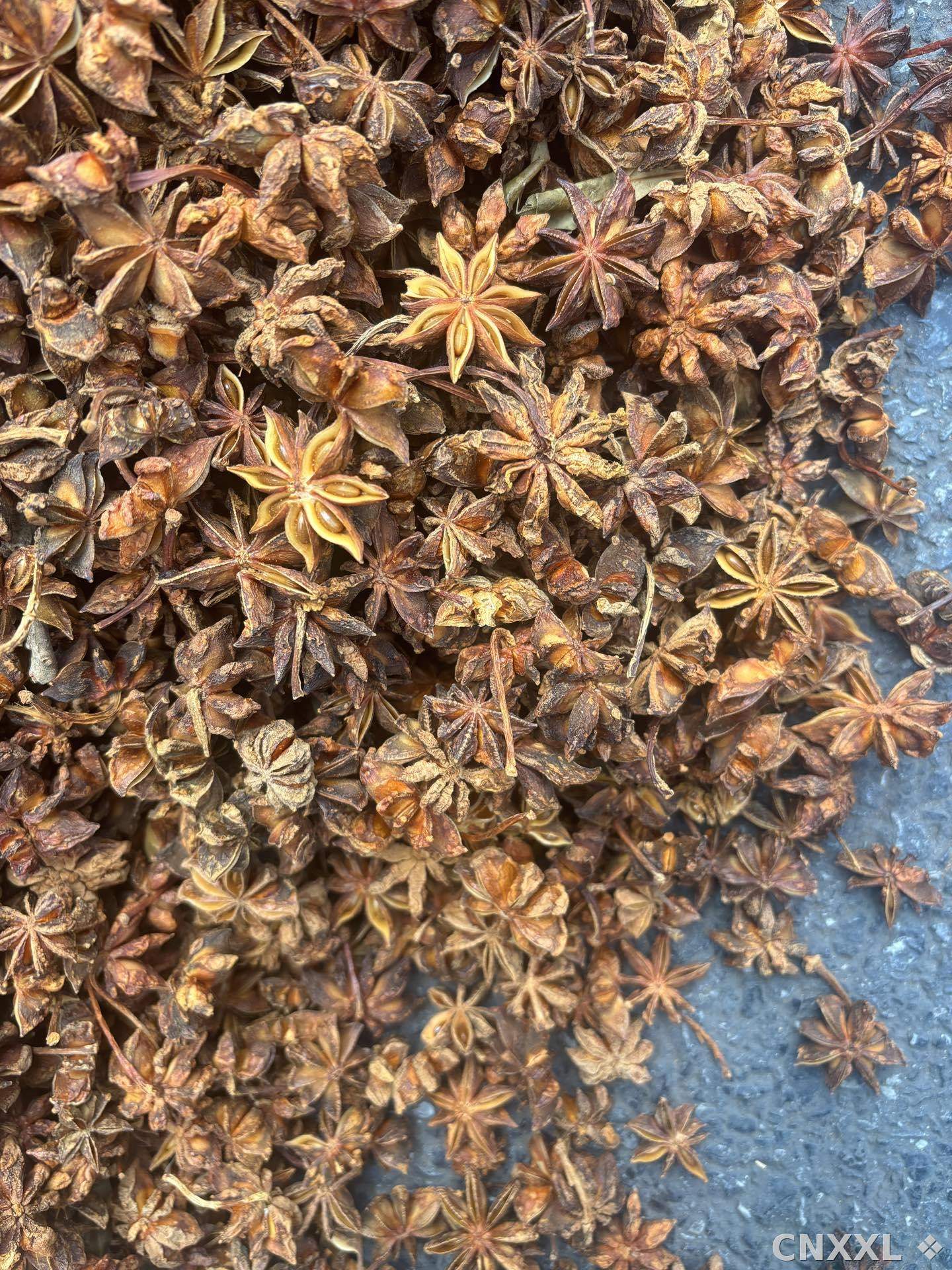 spice_26120_77ef4dff_3.jpg