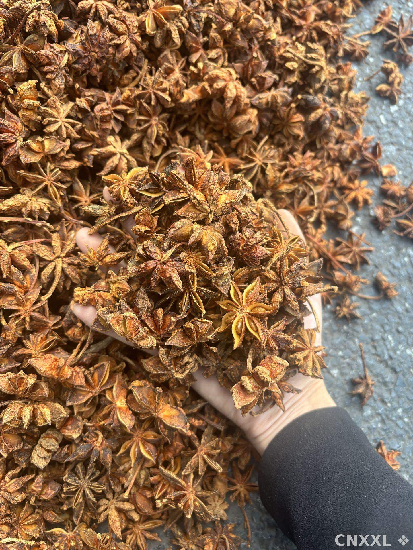 spice_26120_cdbc00ea_1.jpg