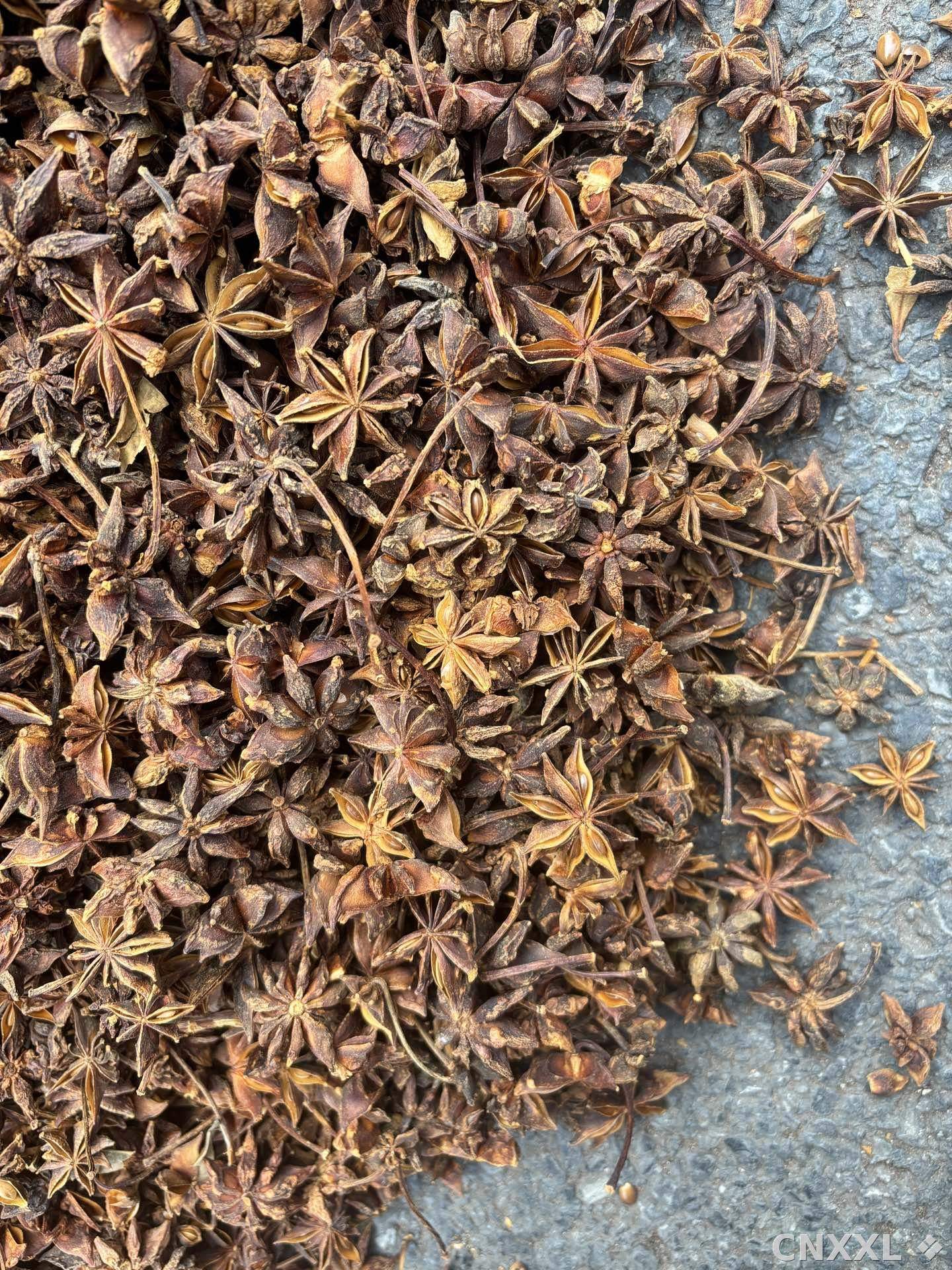 spice_26125_c4c731e3_3.jpg