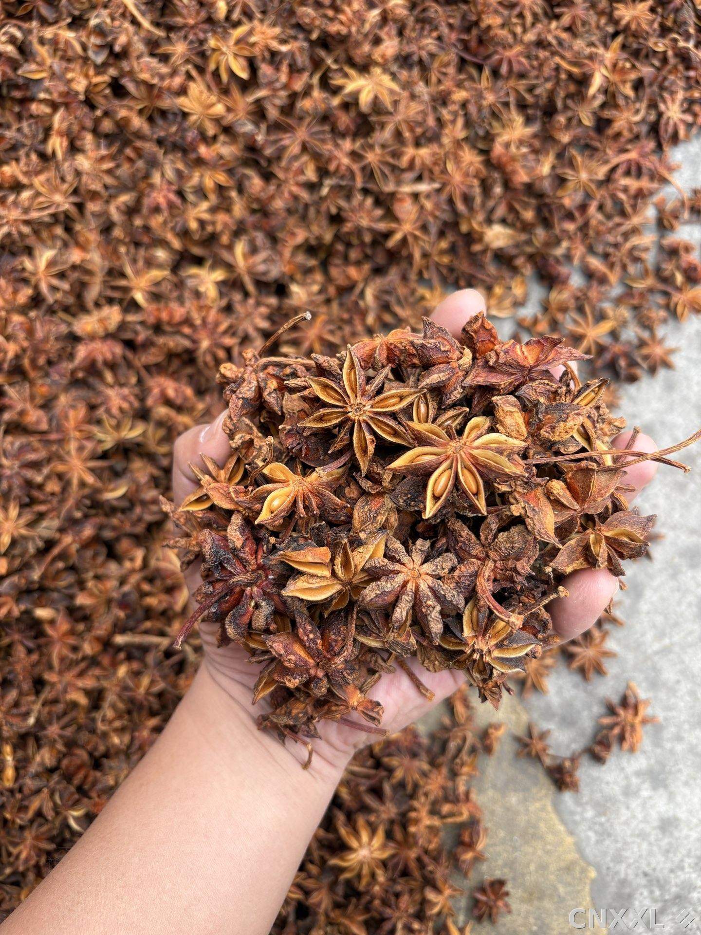 spice_26131_9b380b1a_1.jpg