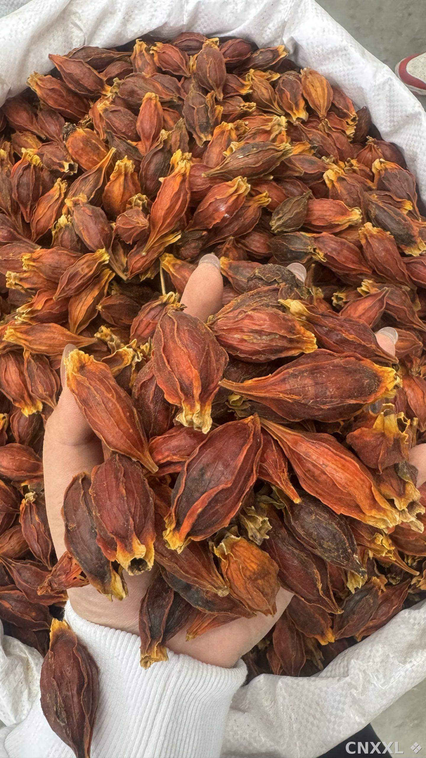 spice_26140_4eb9ad03_2.jpg