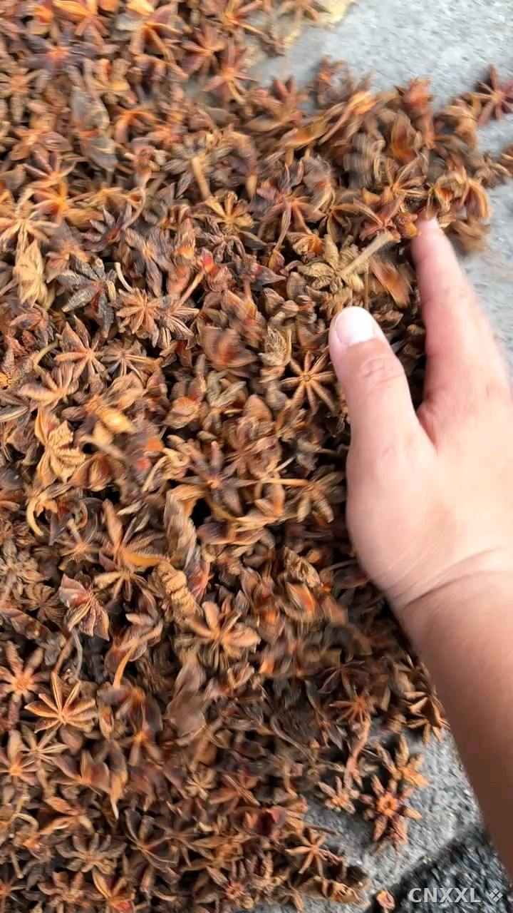 spice_26142_cbcc01ea_1.jpg