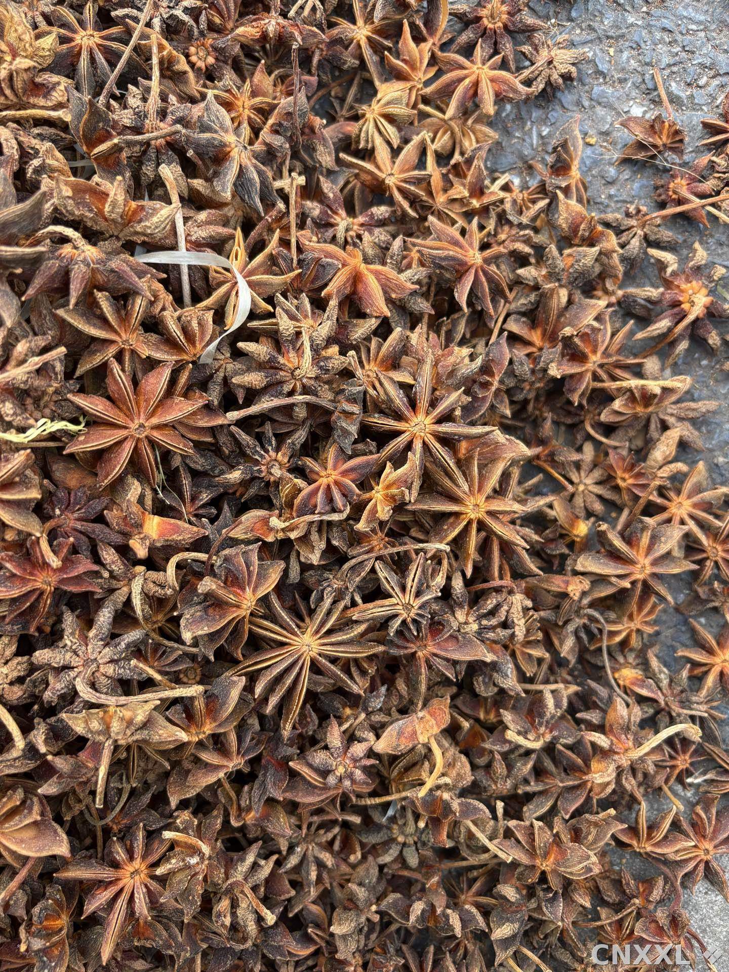 spice_26145_b2602f67_3.jpg