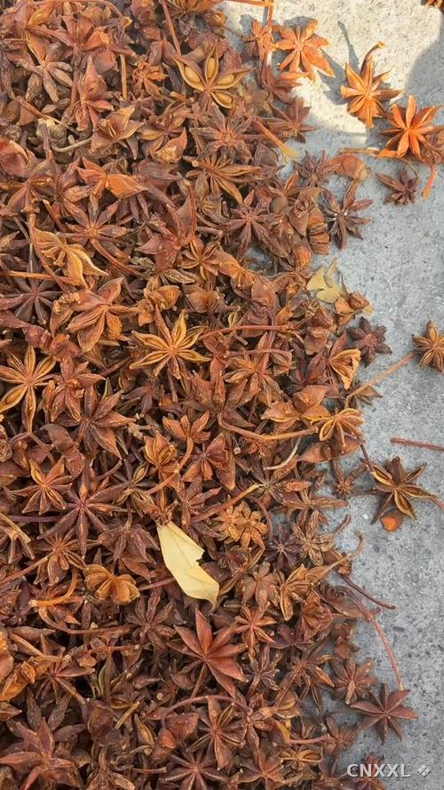 spice_26154_c5c00f71_1.jpg